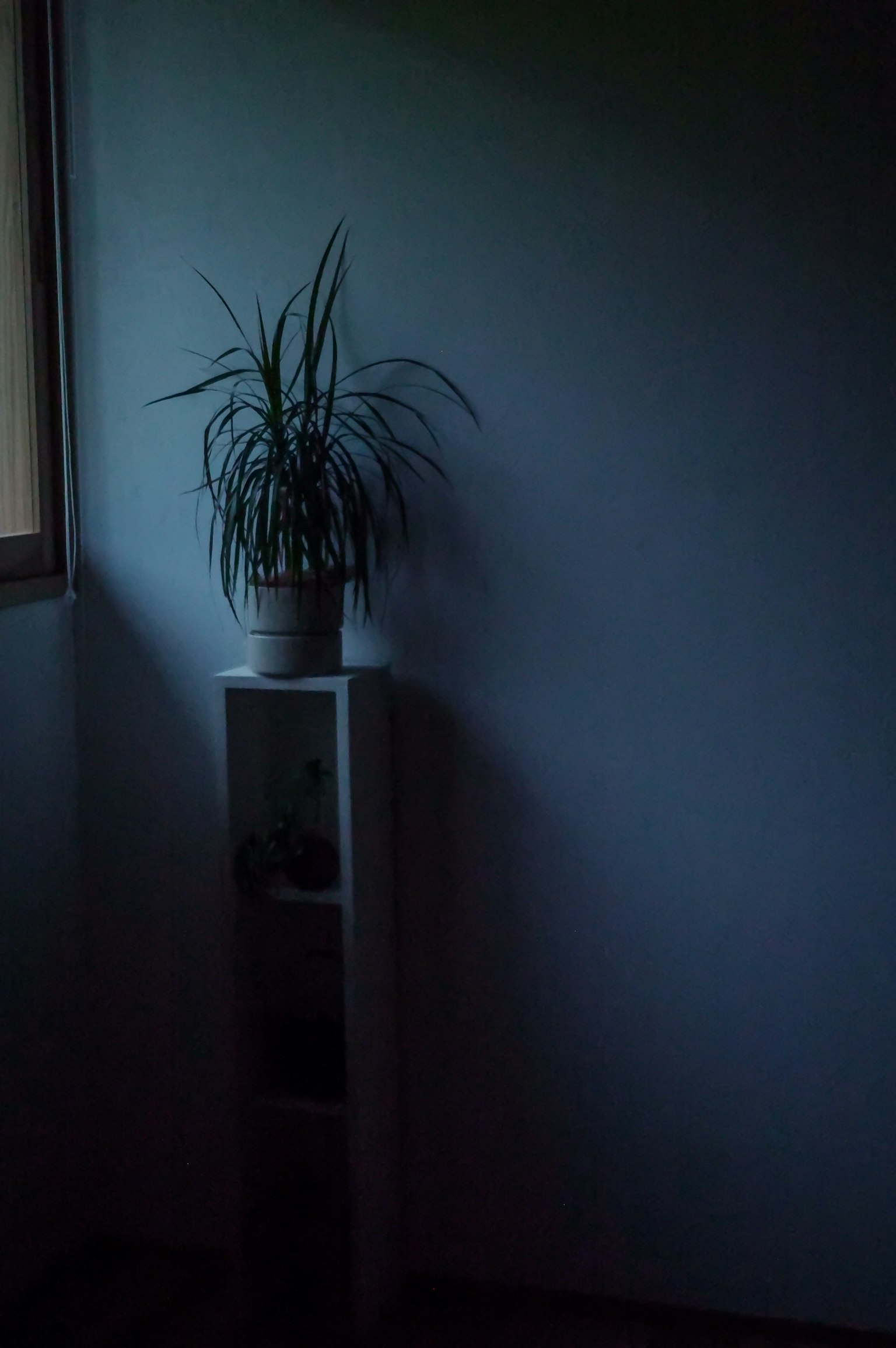 Potted plant on a white shelf in a dimly lit corner of a room