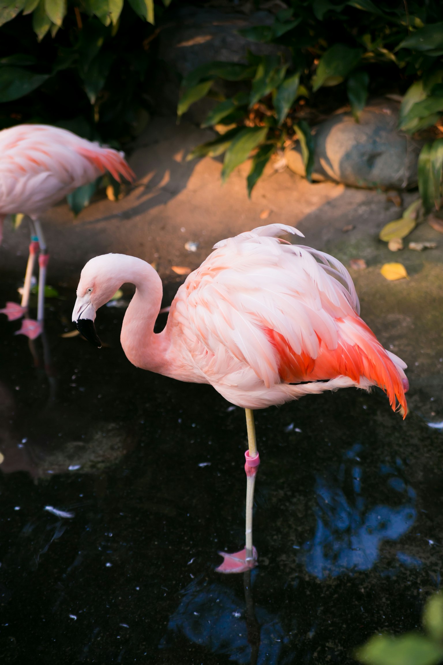 Un hermoso flamenco de pie cerca del agua exhibiendo colores vibrantes