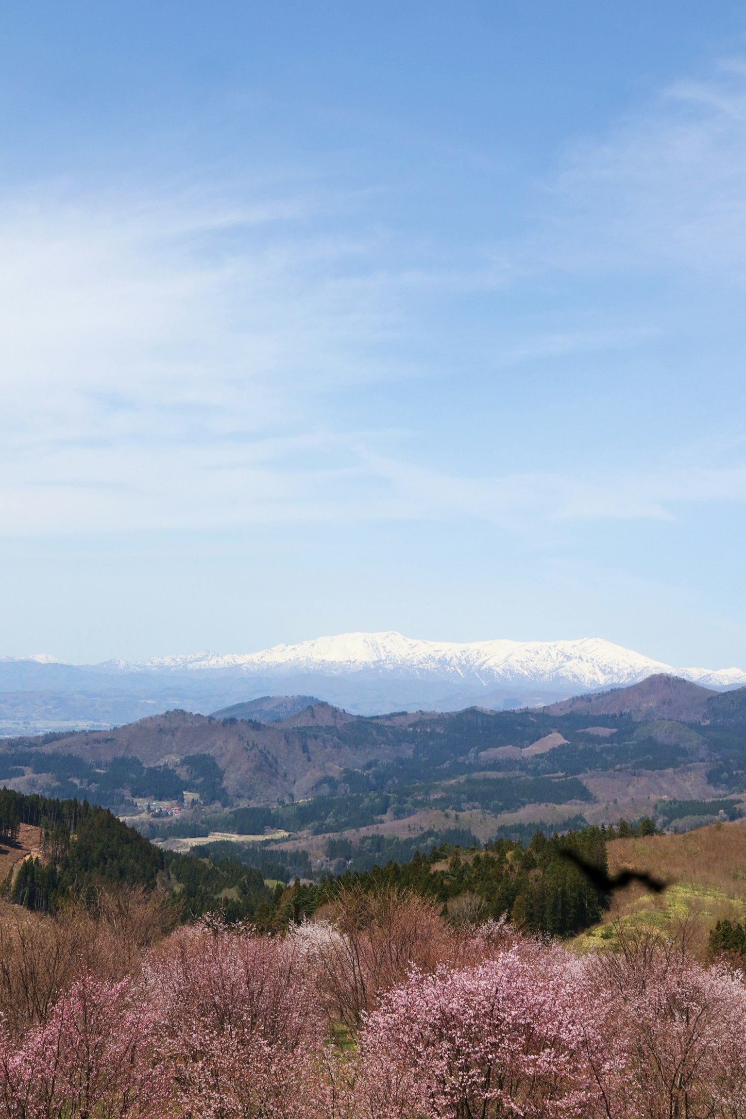 Scenic view of cherry blossoms with snow-capped mountains in the background