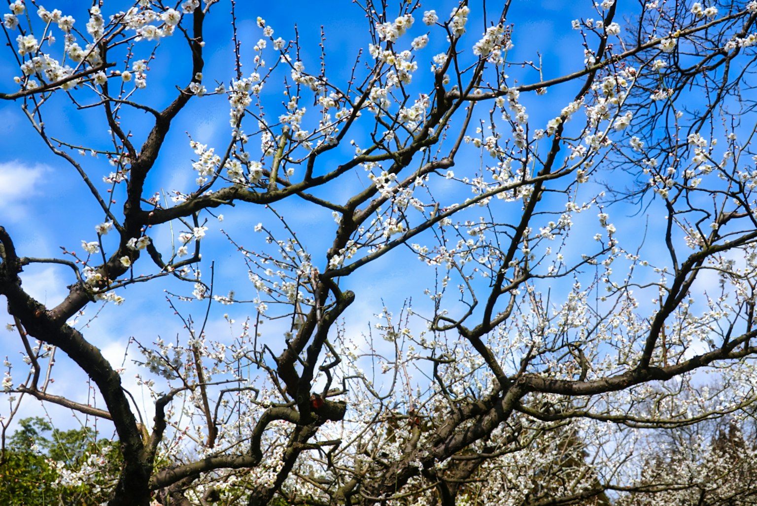 Rami con fiori bianchi contro un cielo blu