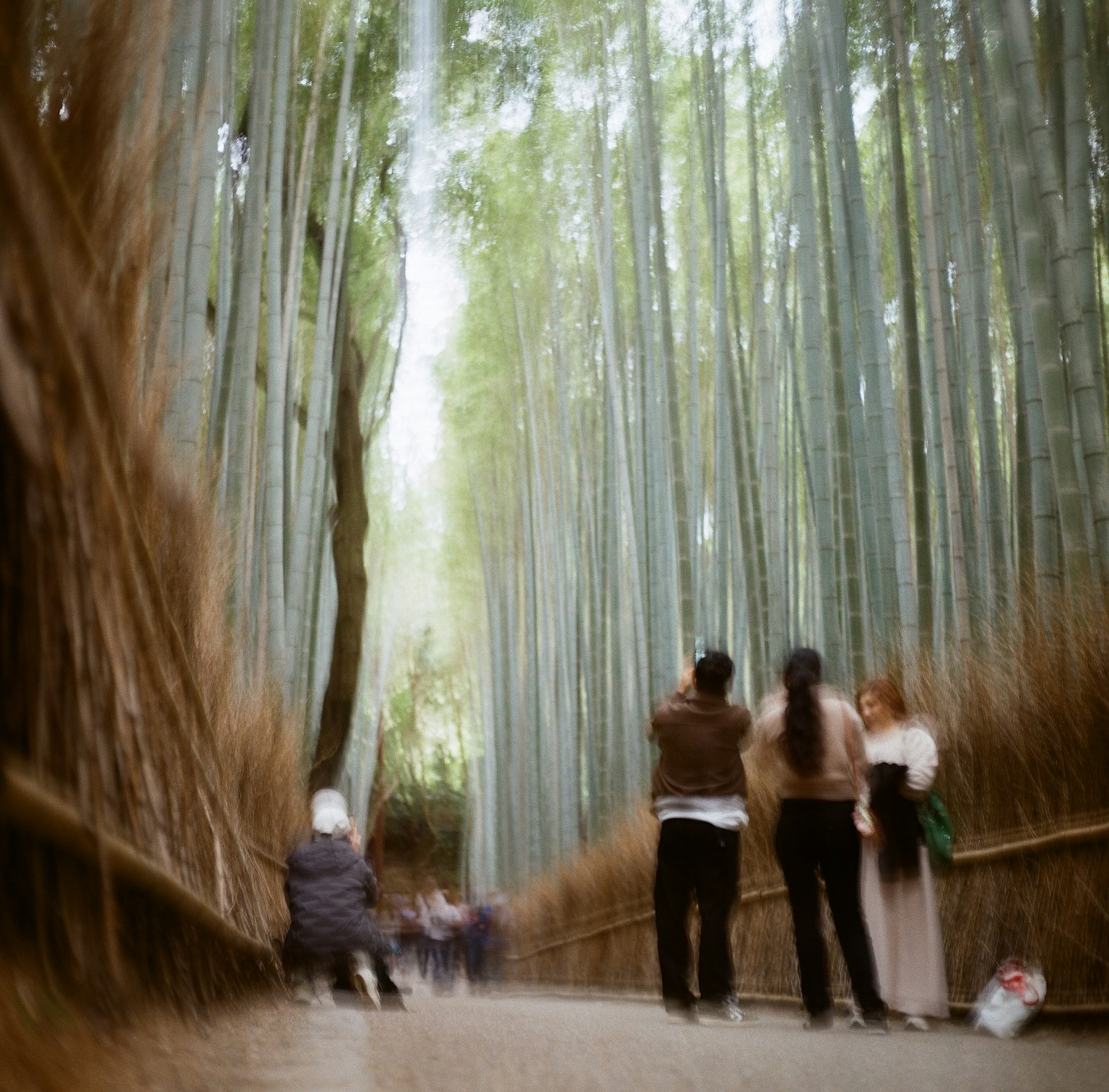 人们走在高耸的绿色竹子森林中