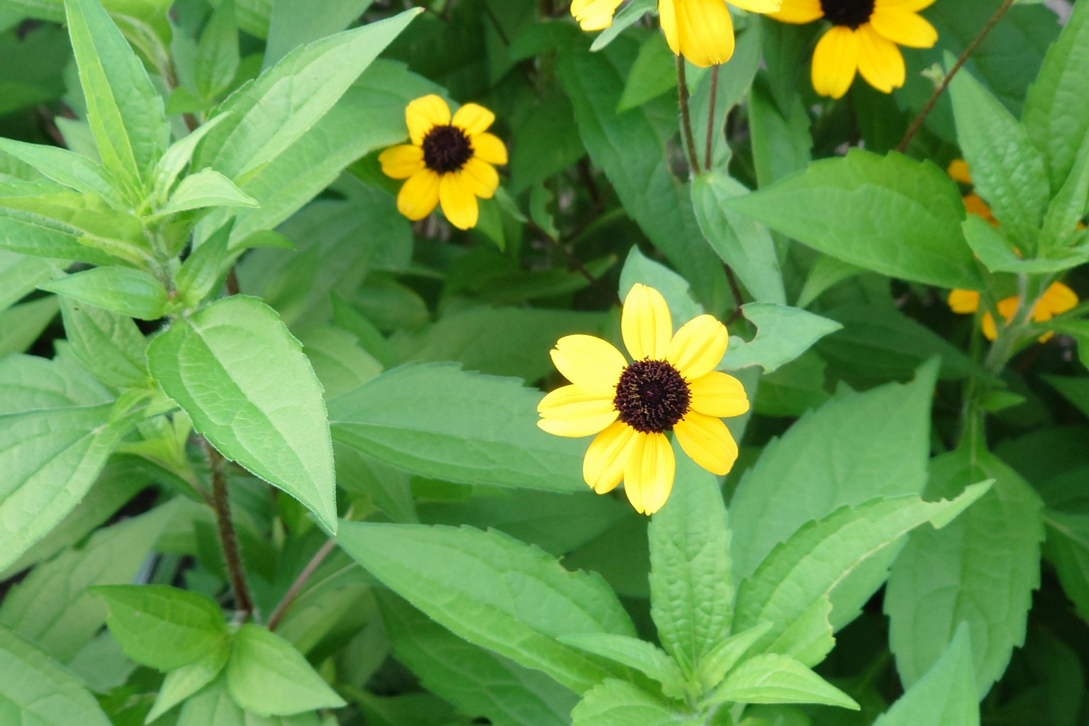 Cluster of bright yellow flowers surrounded by green leaves