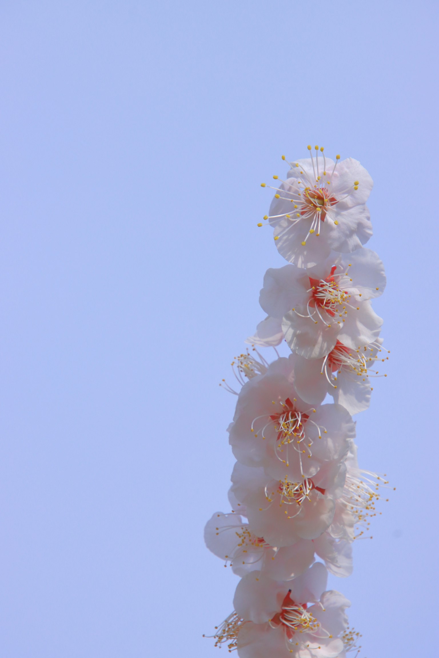 Una espiga de flores rosa pálido contra un cielo azul