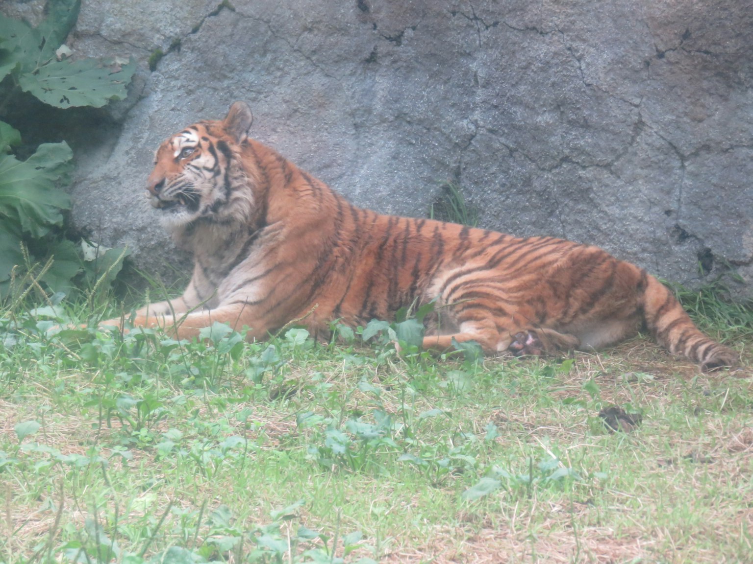 Tigre sdraiato sull'erba vicino a uno sfondo roccioso