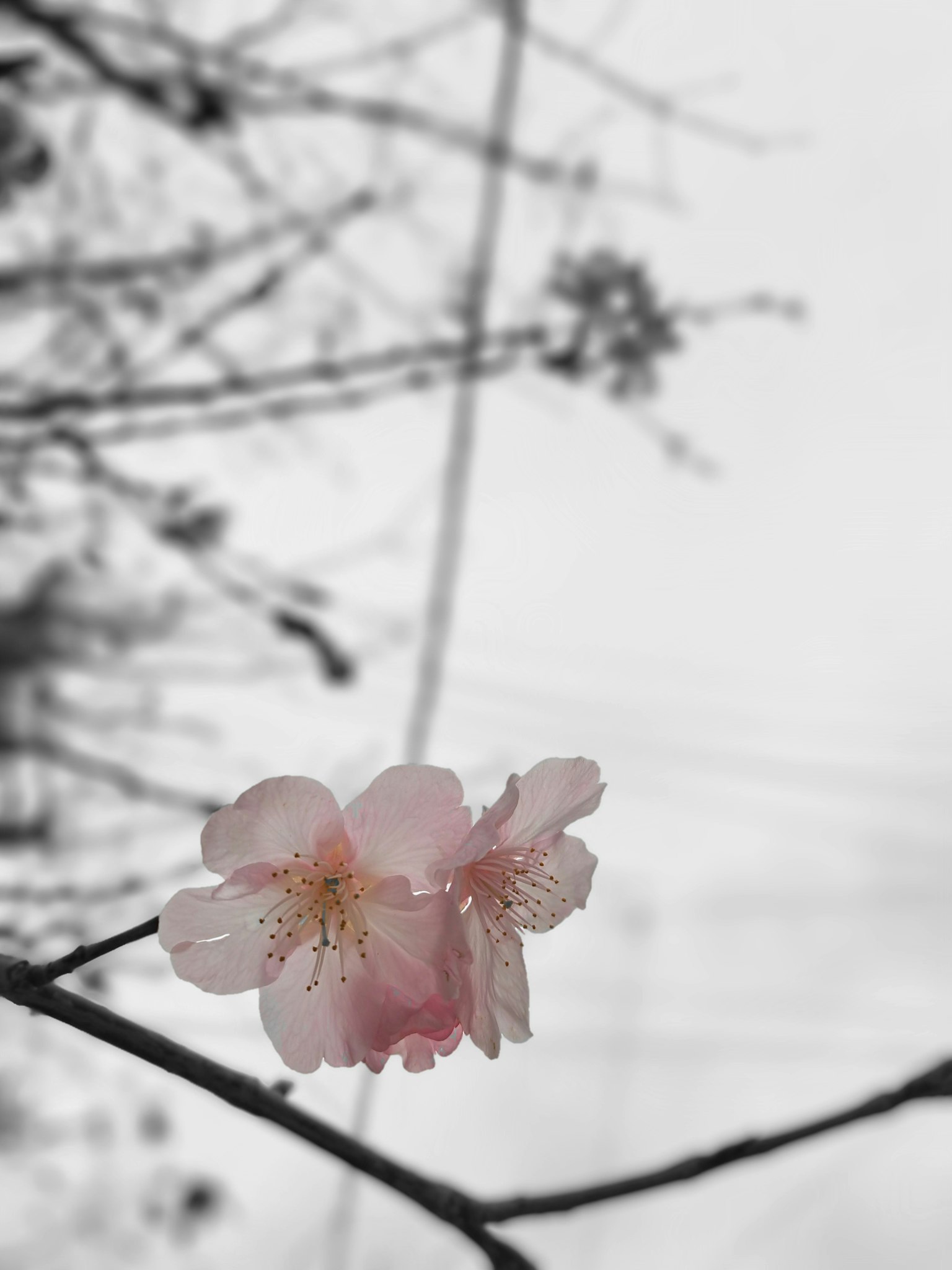 黑白背景上的淡粉色樱花