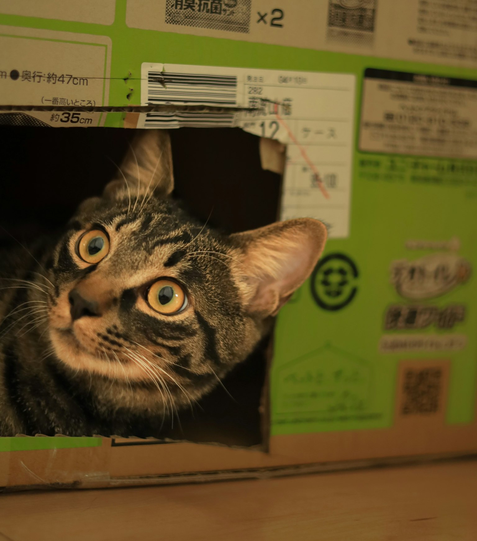 Un chat regardant par un trou dans une boîte en carton