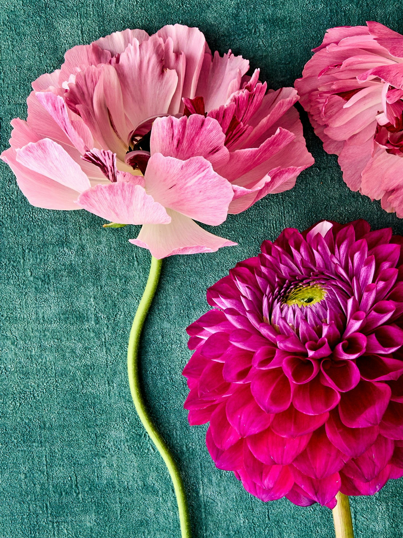 Primo piano di fiori rosa e magenta disposti su uno sfondo testurizzato immagine