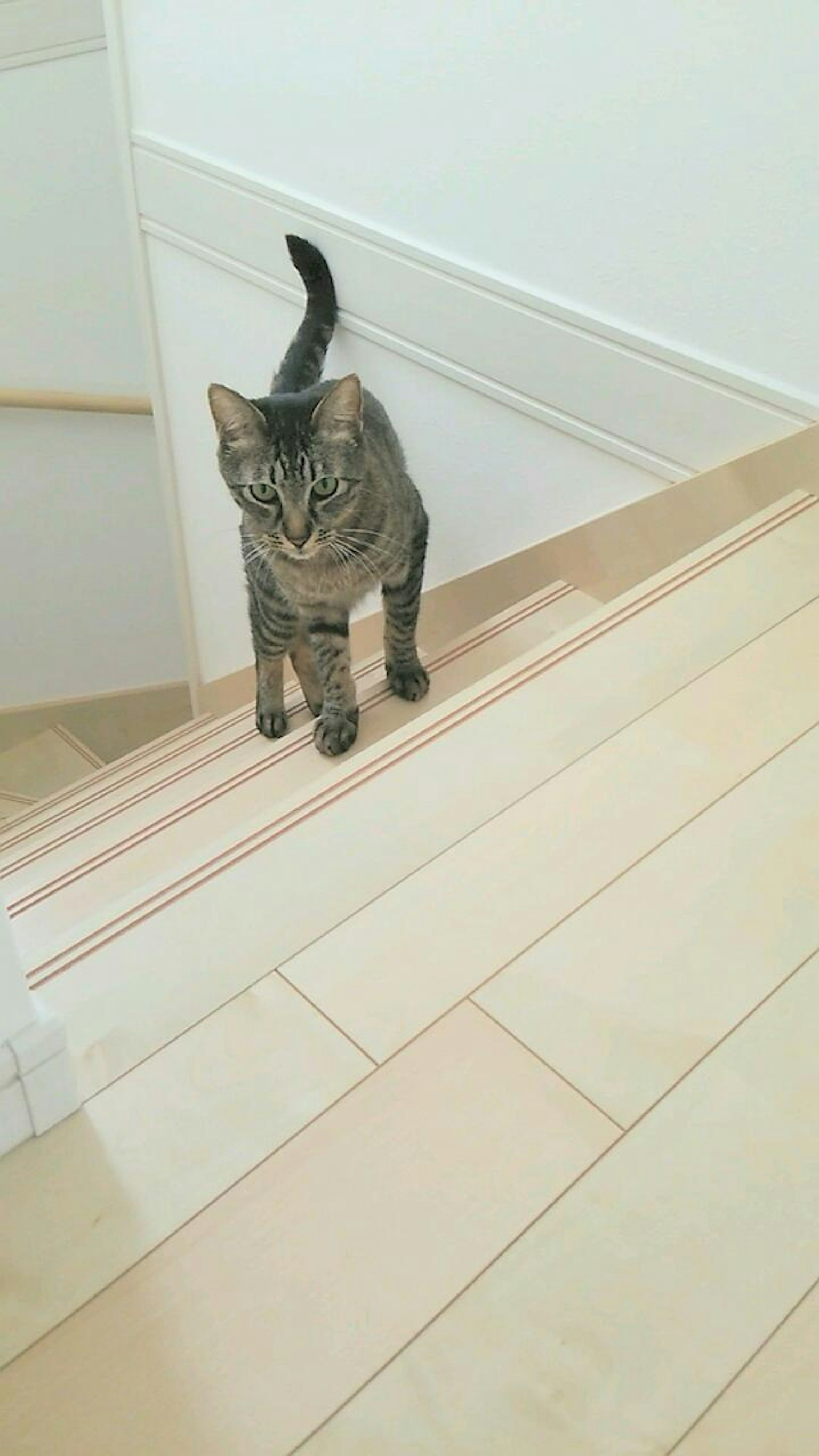 Gato gris rayado de pie en las escaleras