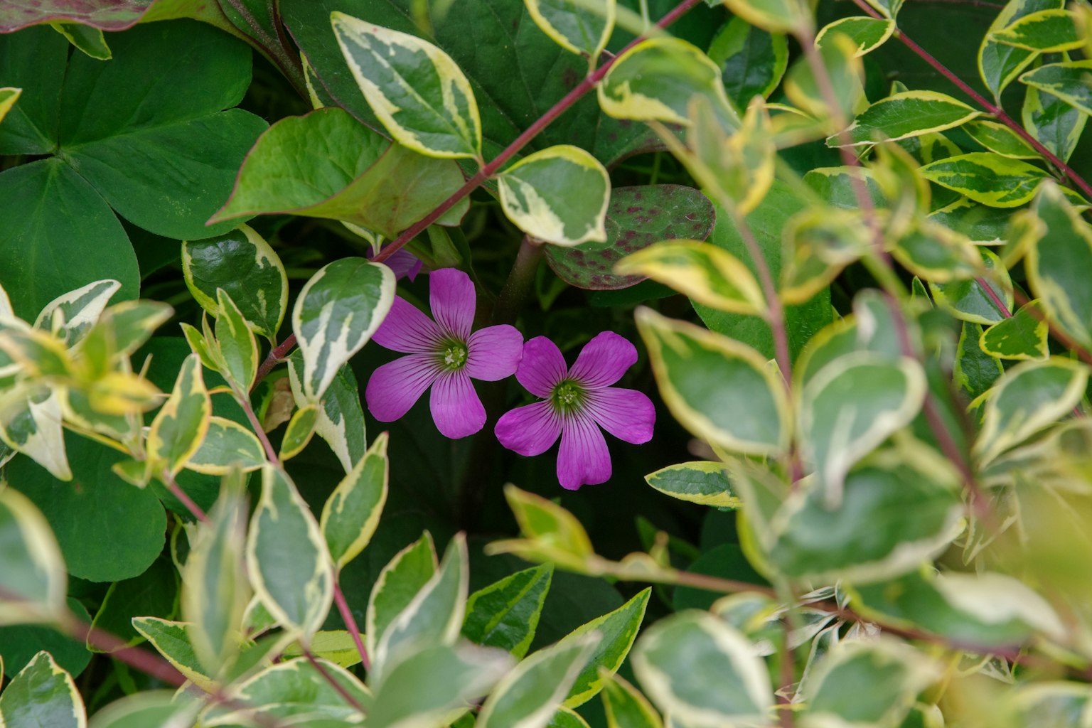 Deux fleurs violettes entourées de feuilles vertes