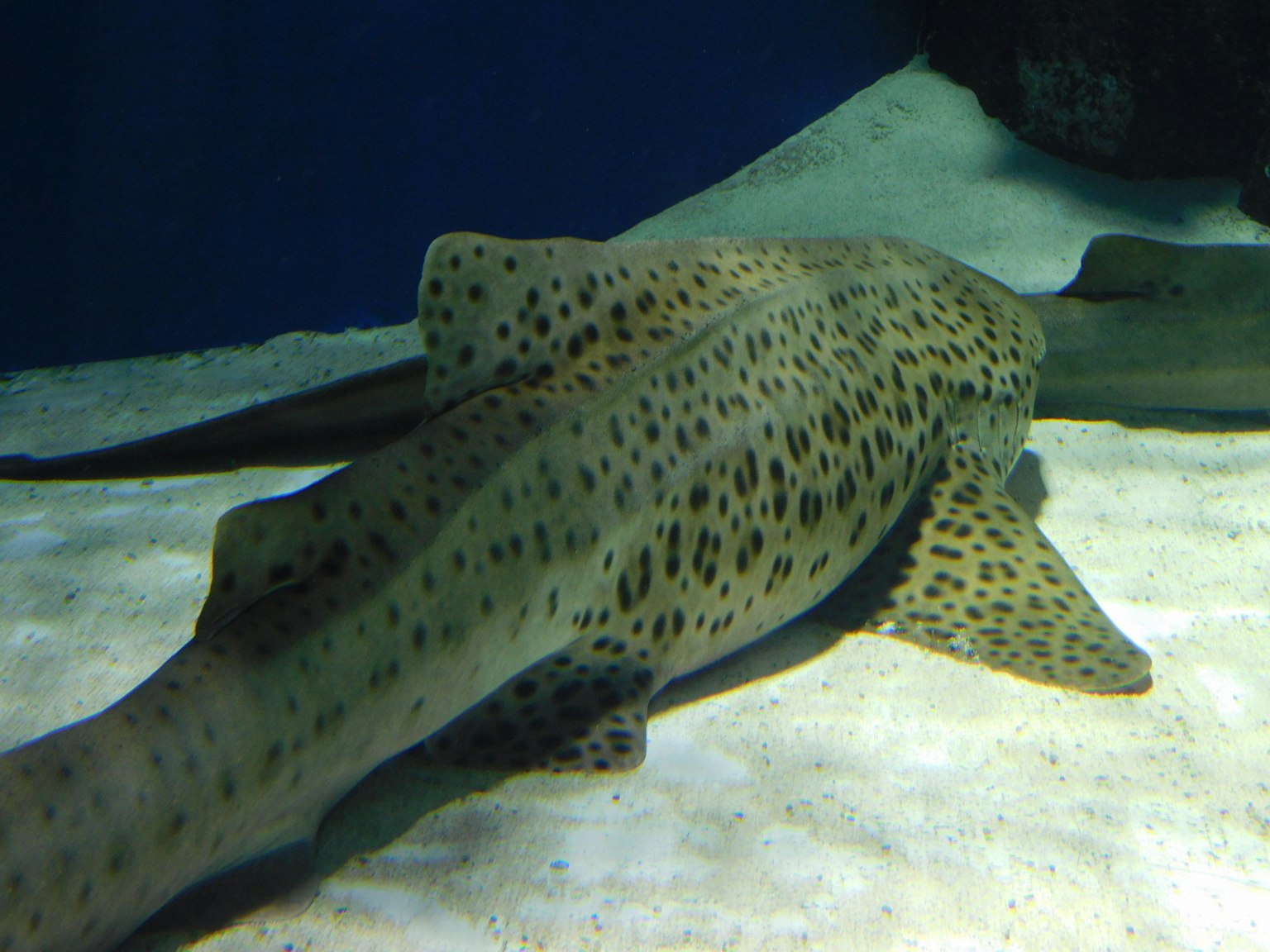 Uno squalo con macchie a forma di leopardo sdraiato sul fondo dell'acquario