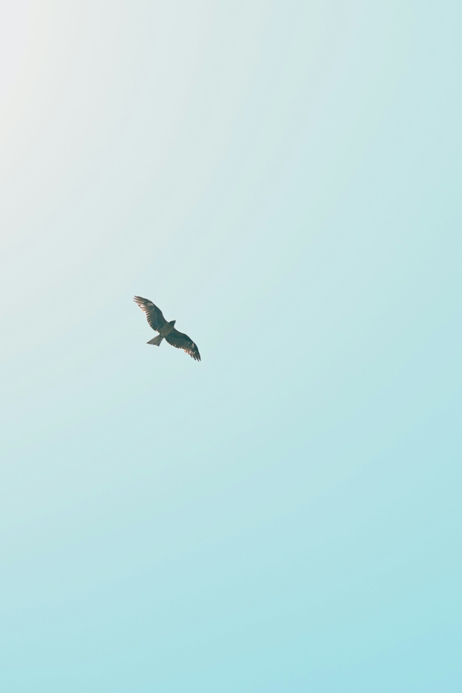 Silhouette d'un oiseau volant contre un ciel bleu