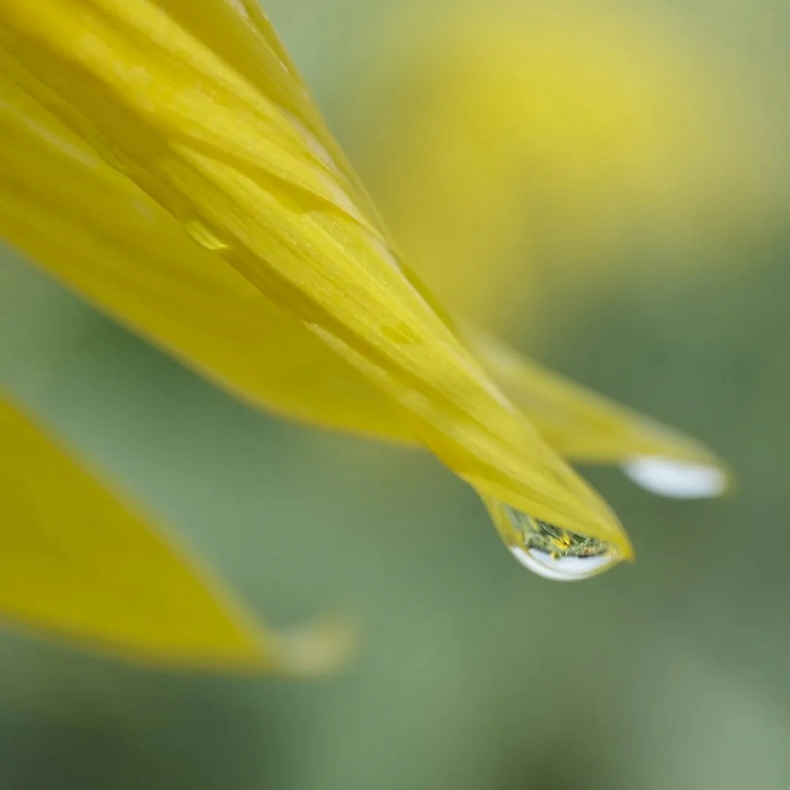 Primo piano di un petalo giallo con una goccia d'acqua all'estremità