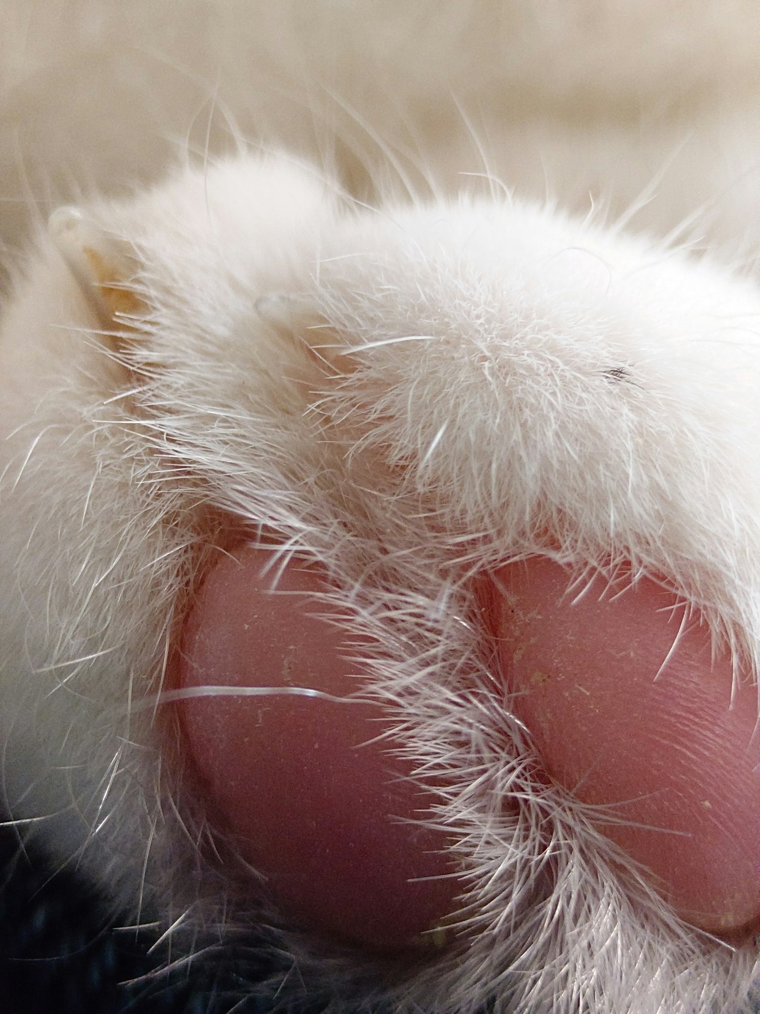 白い猫の足の裏のクローズアップ　柔らかい毛とピンクの肉球が特徴