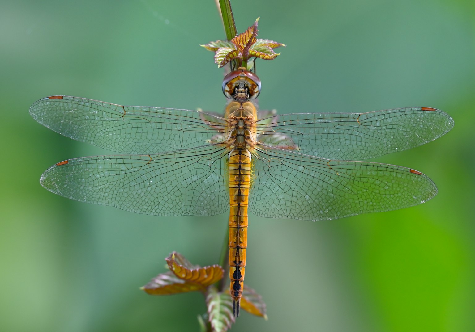 Primo piano di una libellula slanciata appollaiata su uno sfondo verde vivace