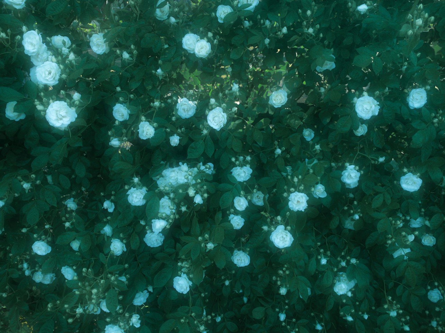 A beautiful natural scene with blue flowers and green leaves