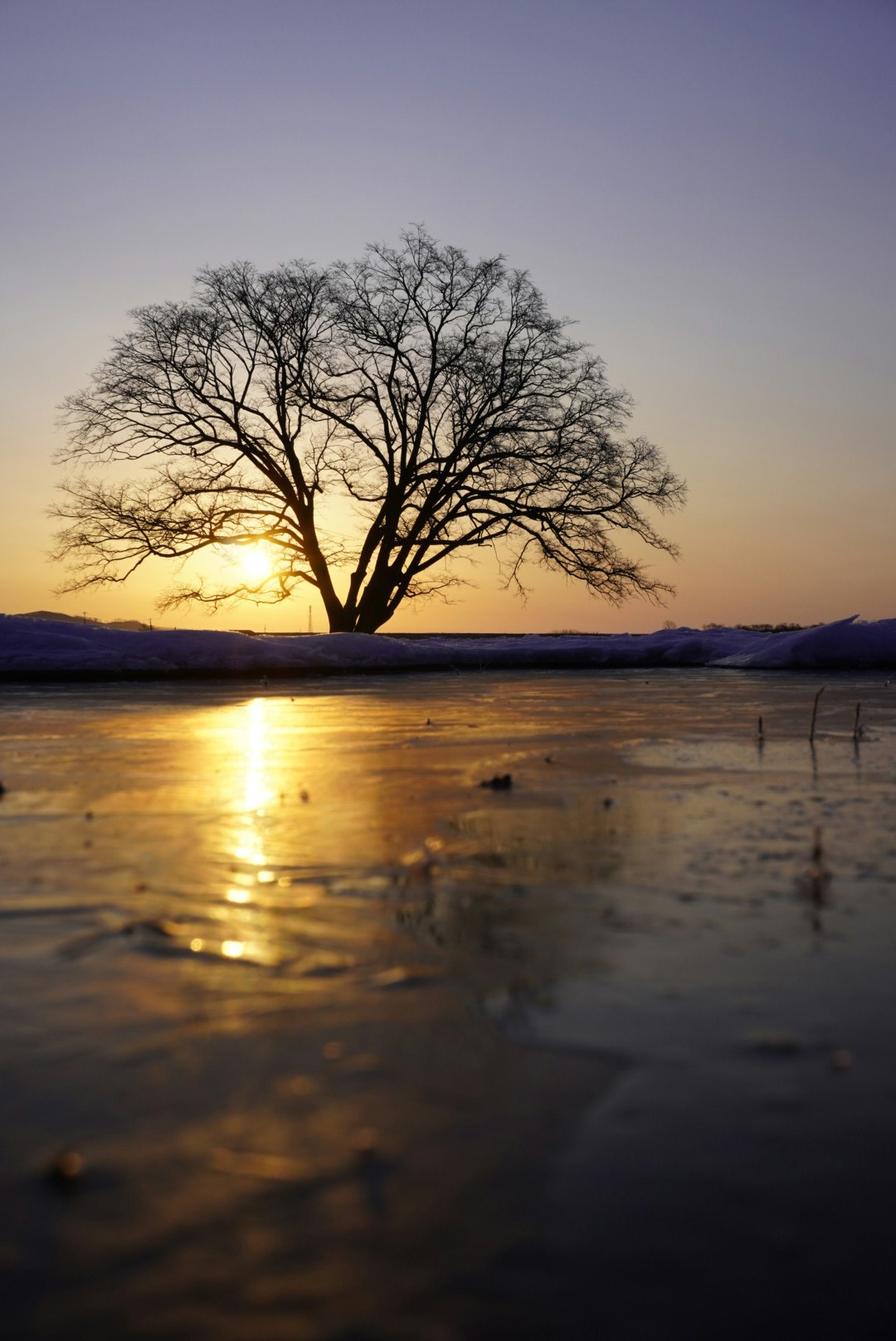 Un arbre solitaire silhouetté contre un coucher de soleil avec des reflets sur la glace
