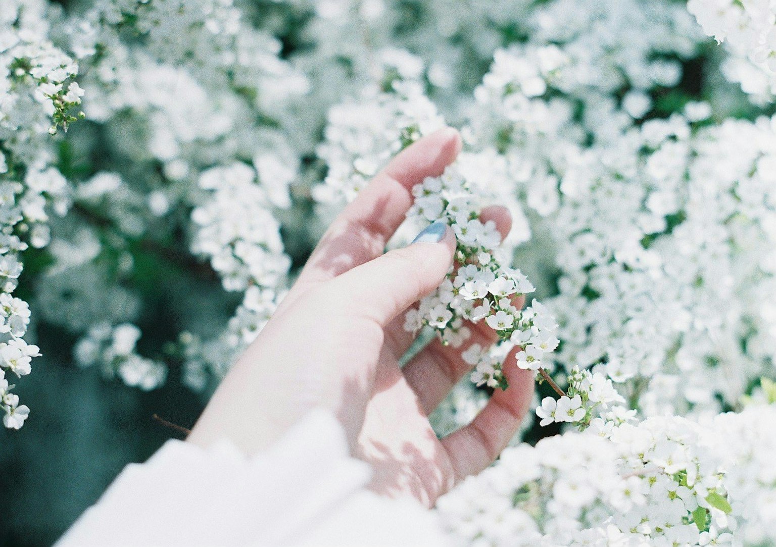 Primo piano di una mano che tocca fiori bianchi