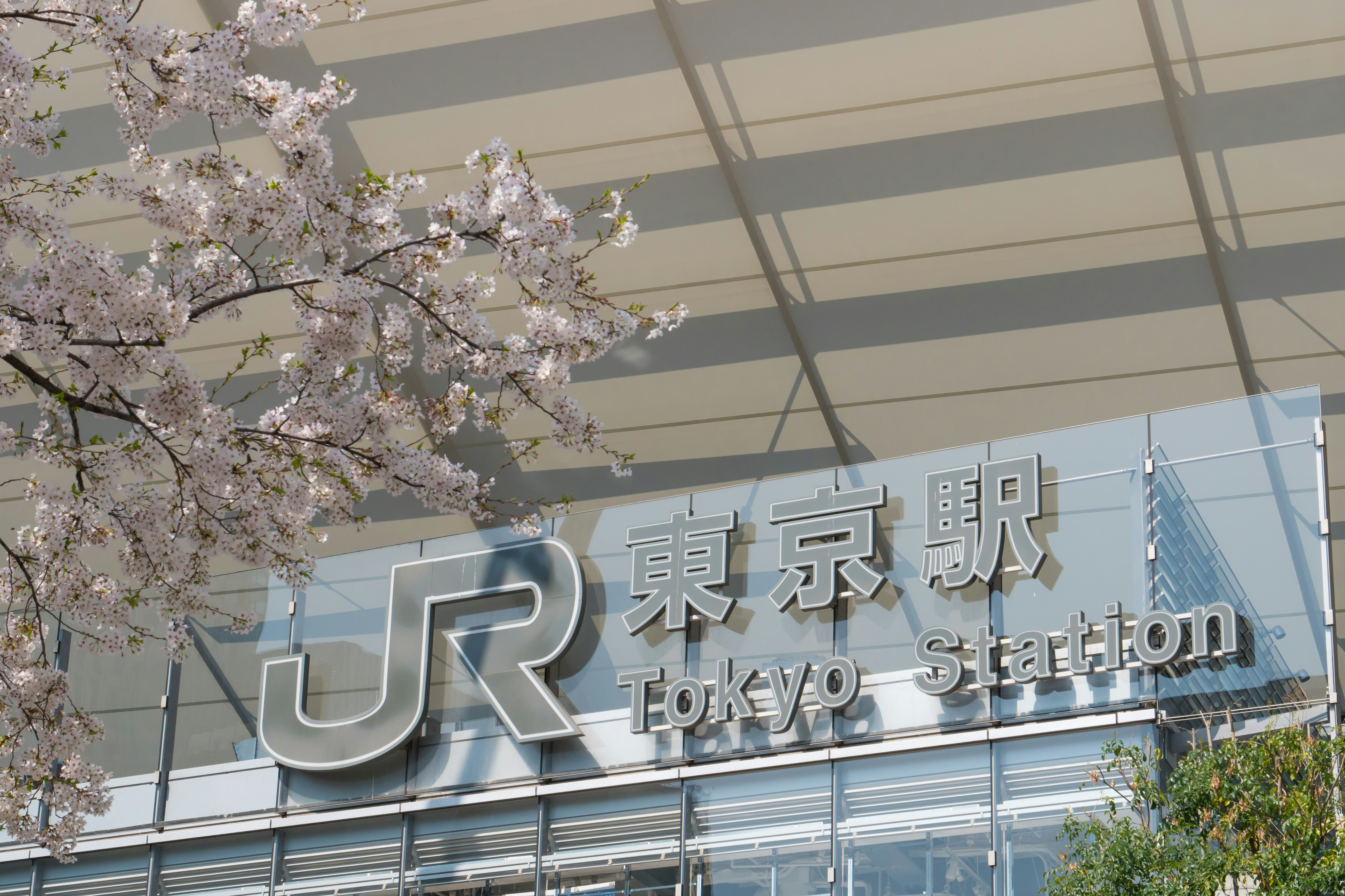 櫻花與東京站站名標示的春日都會景象