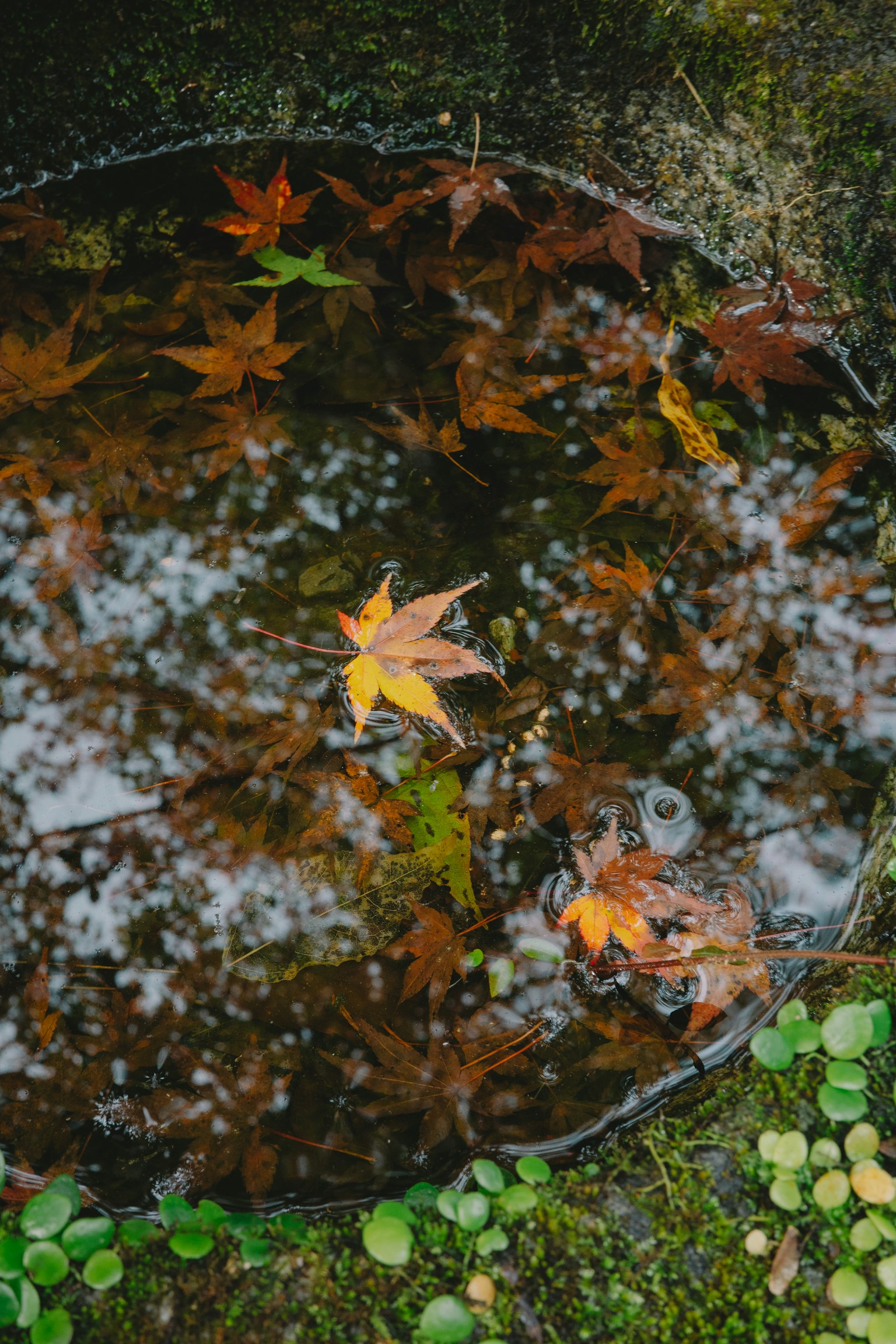 Pond with autumn leaves floating on the surface and reflections