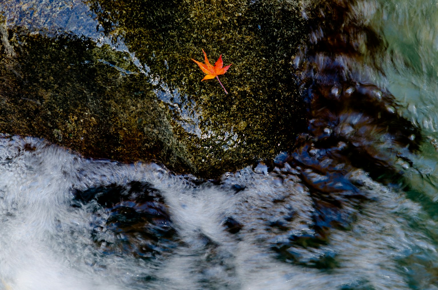 一片鮮豔的橙色葉子 resting 在流動水中的岩石上