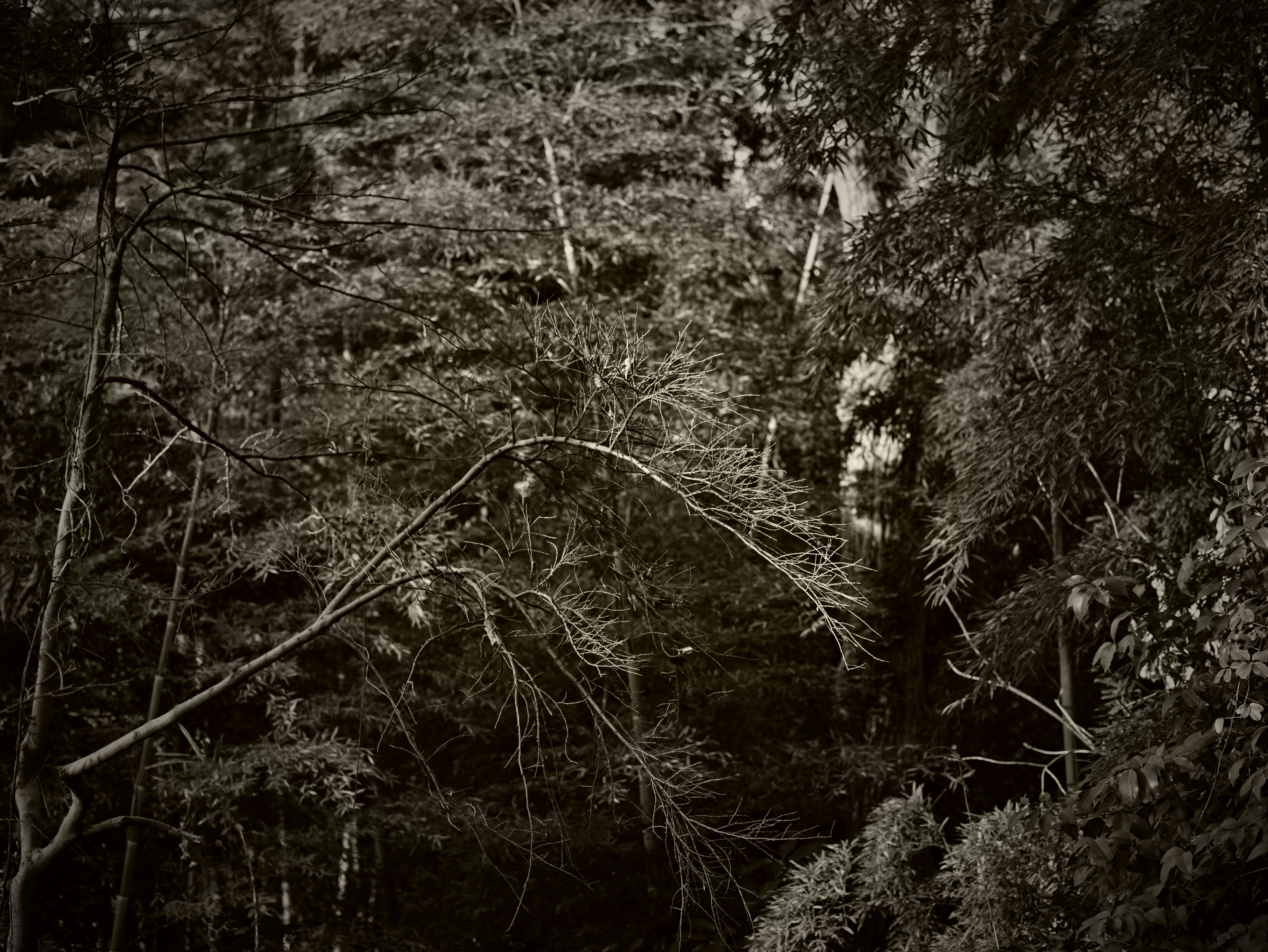 vista profonda di una foresta fitta con rami