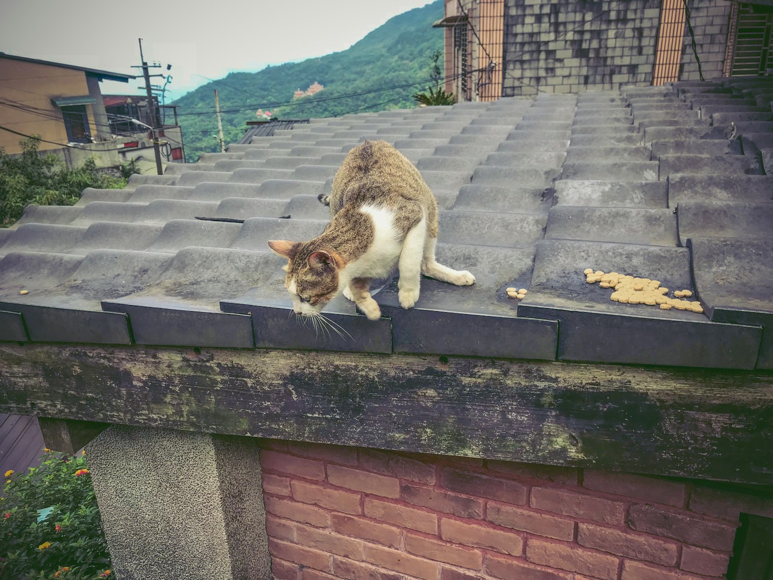 Mèo nâu và trắng đi trên mái nhà