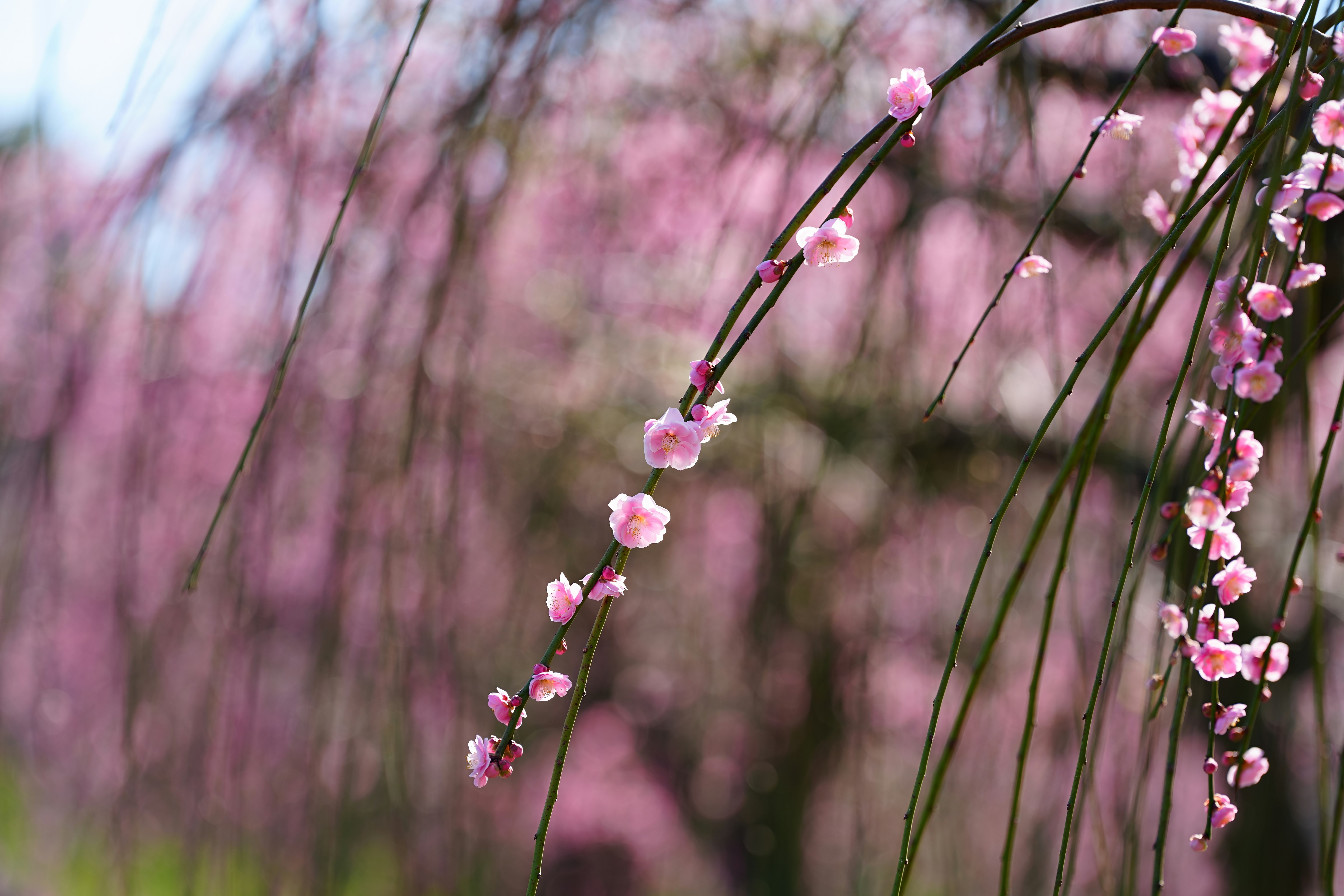 枝垂れ梅の小さな花が連なる春の余白のある風景