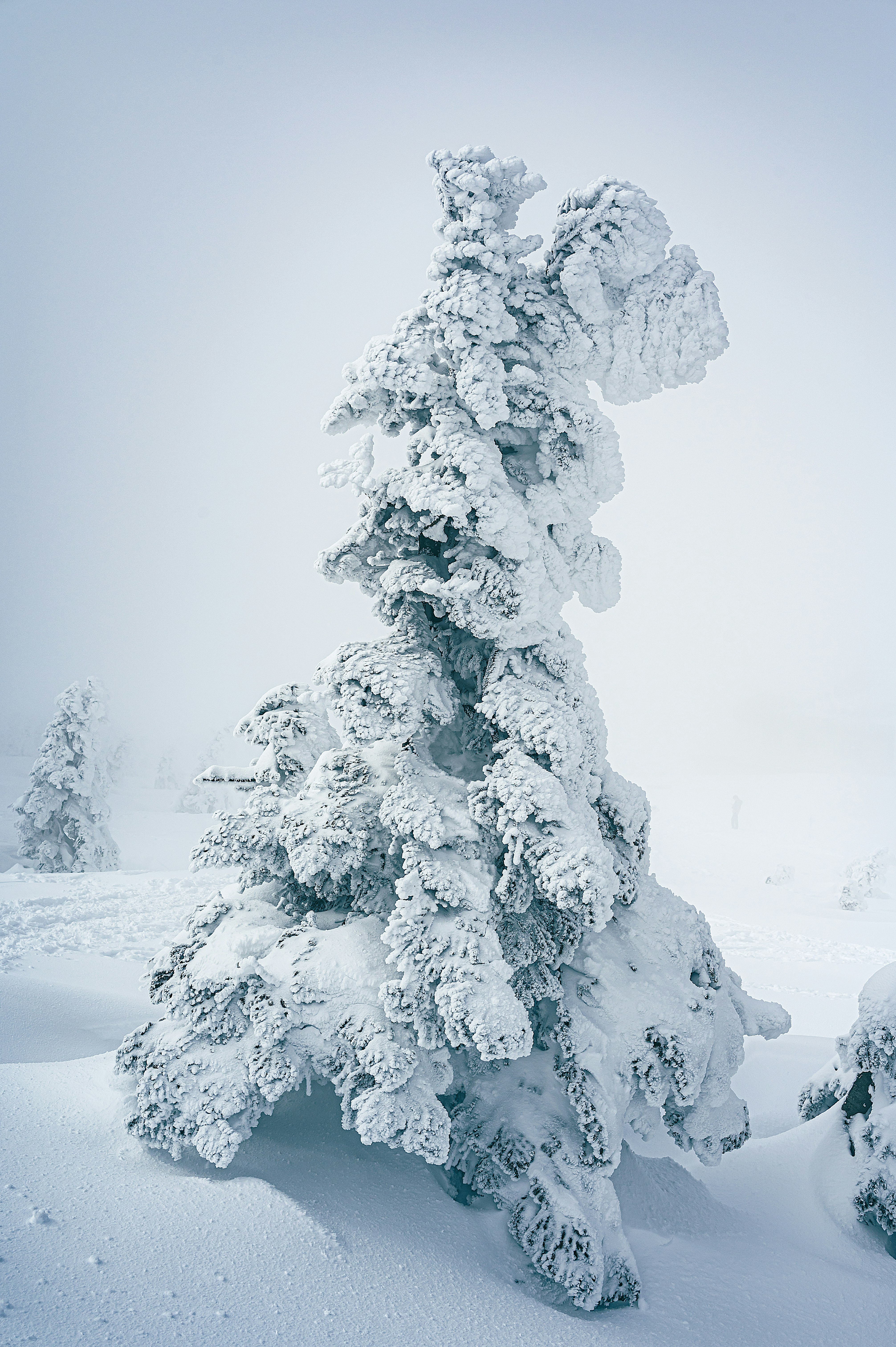雪に覆われた木の独特な形状が印象的な静かな冬の風景