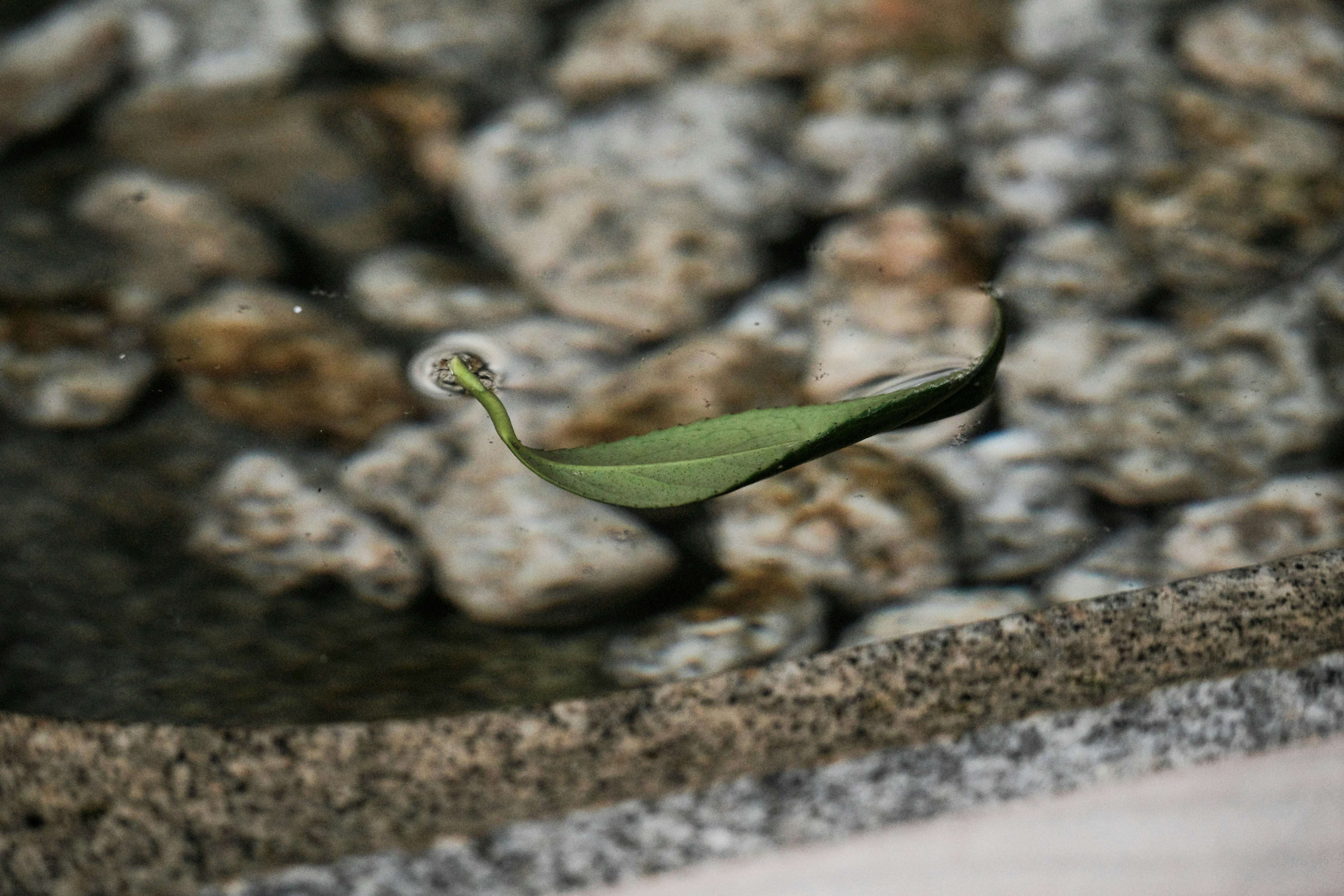 leaf floating in a water basin at a Japanese shrine