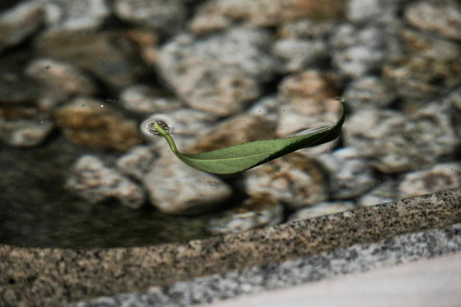 绿色叶子漂浮在水面上，背景是石头