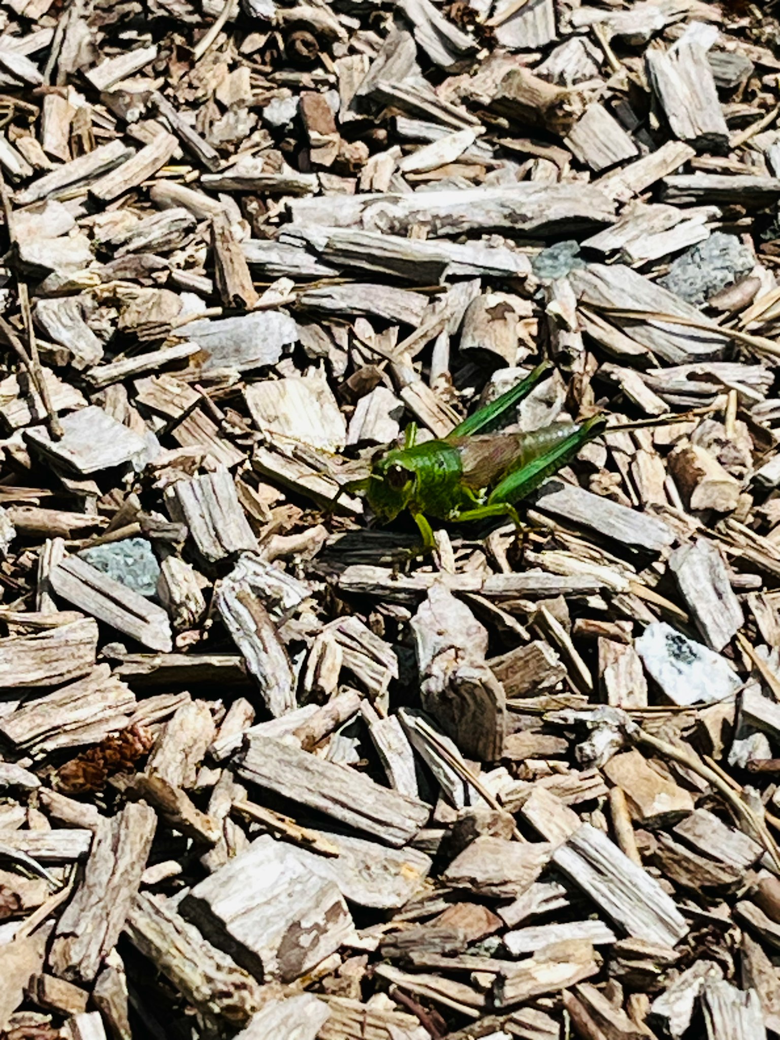 Cavalletta verde su trucioli di legno