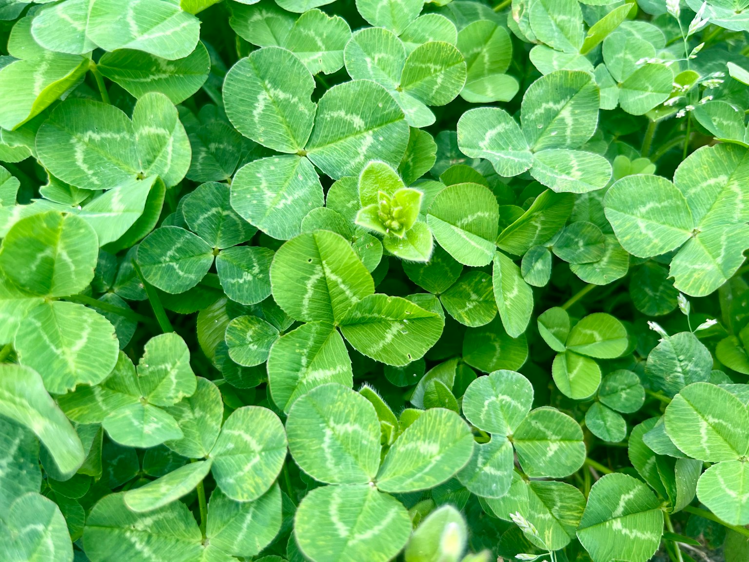 Foglie di trifoglio verde dense con forme e dimensioni varie