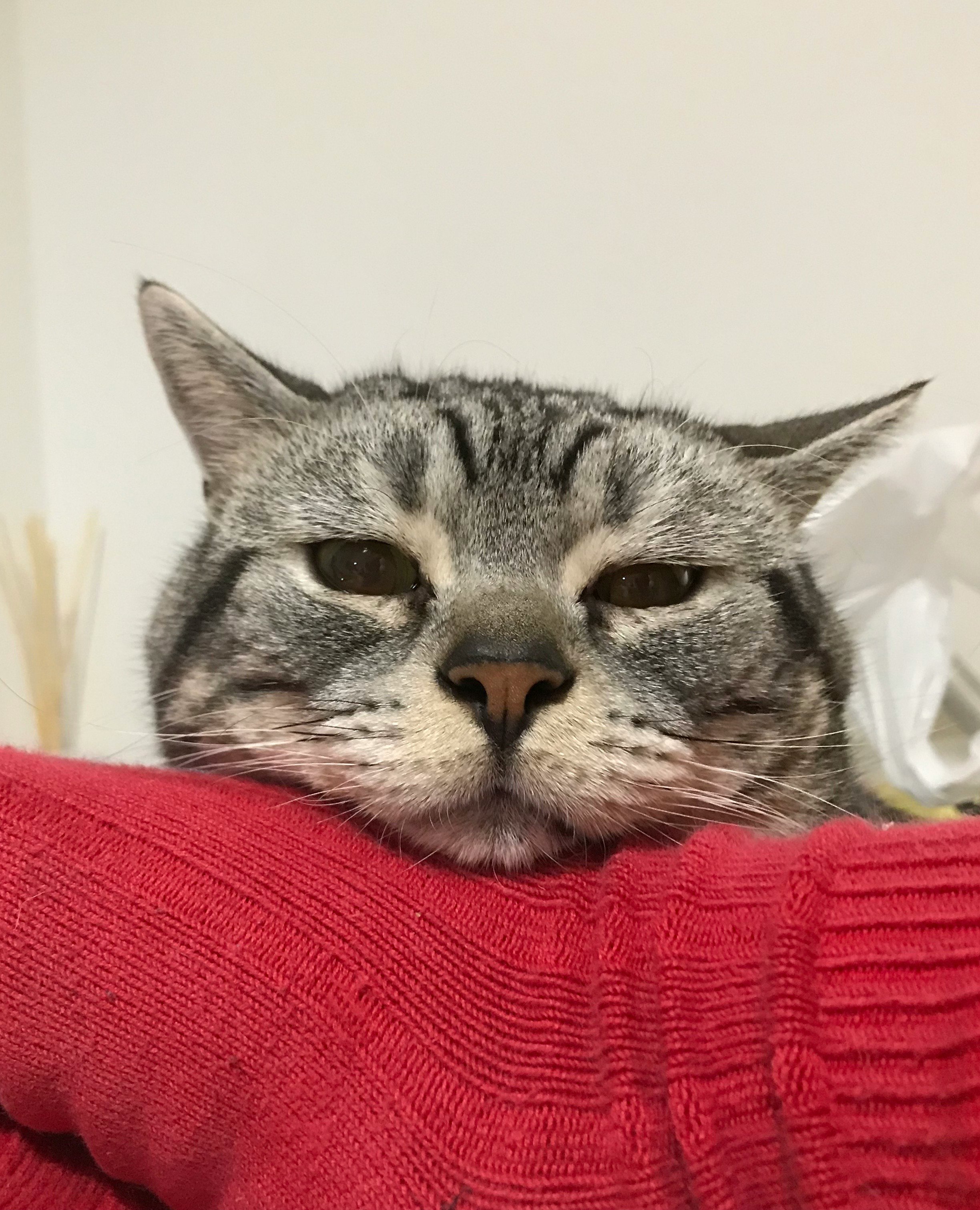 A sleepy cat resting on a red sweater