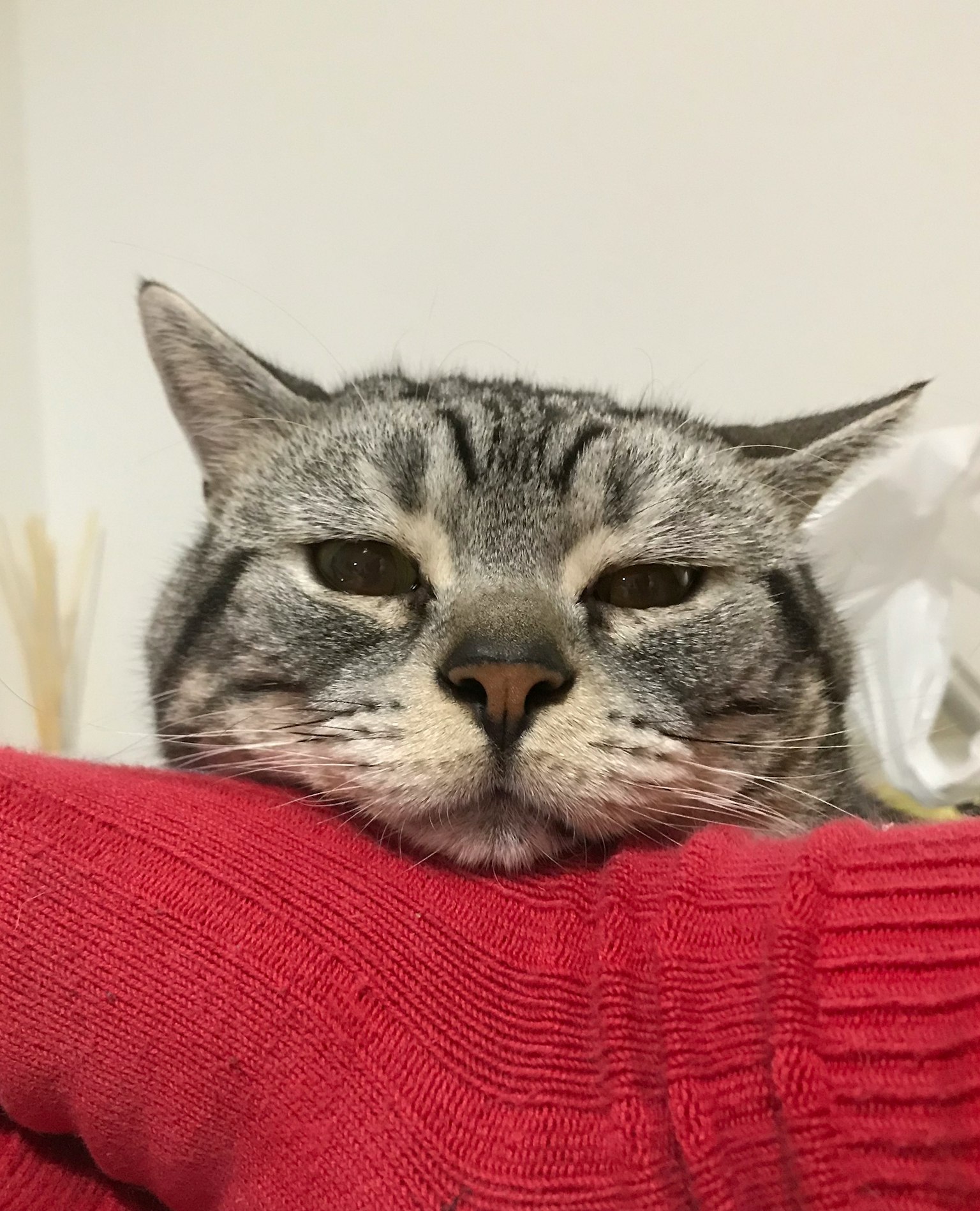 Kucing abu-abu beristirahat di atas sweter merah