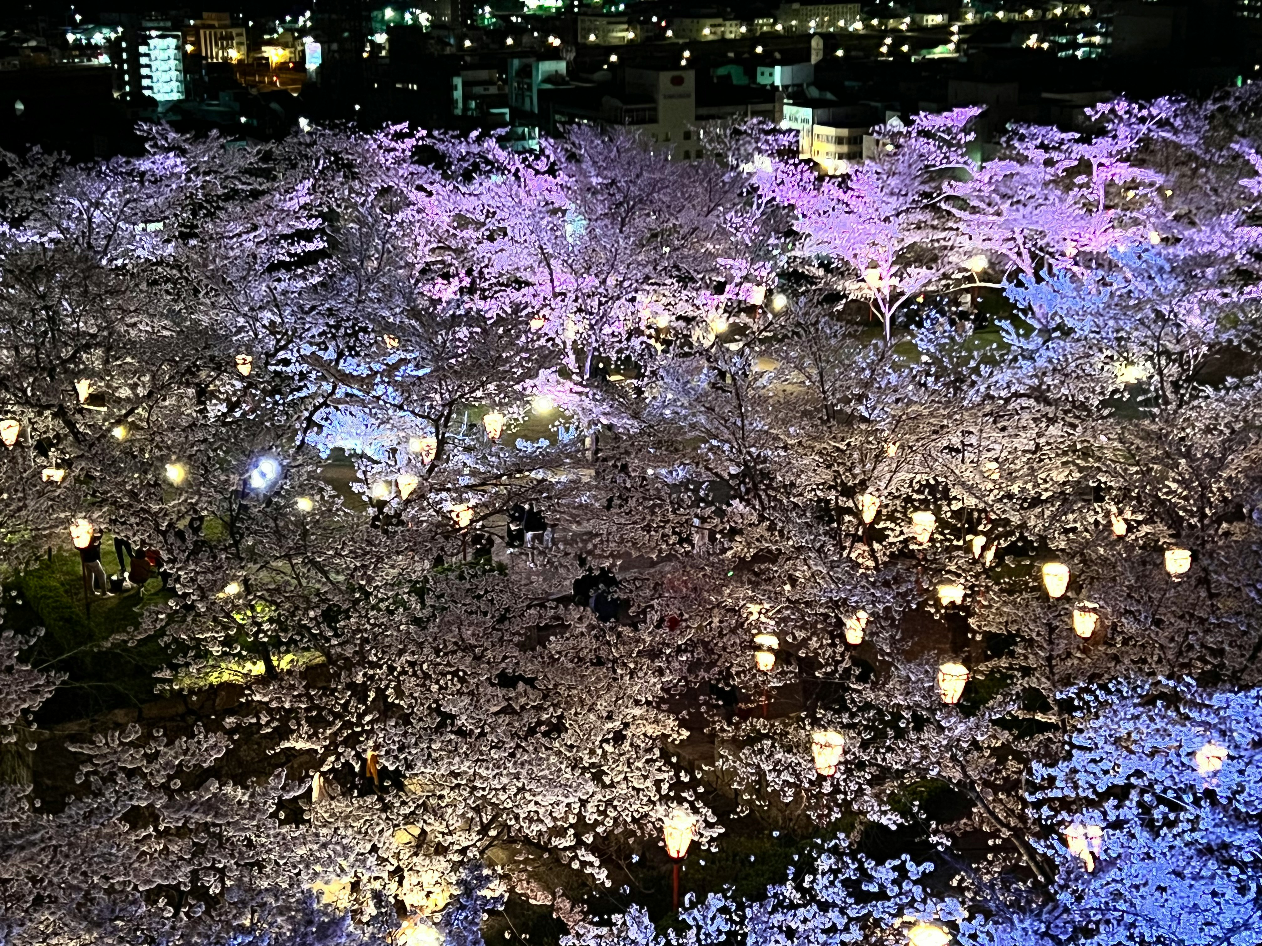 夜空に映える桜満開の夜桜と提灯の光景