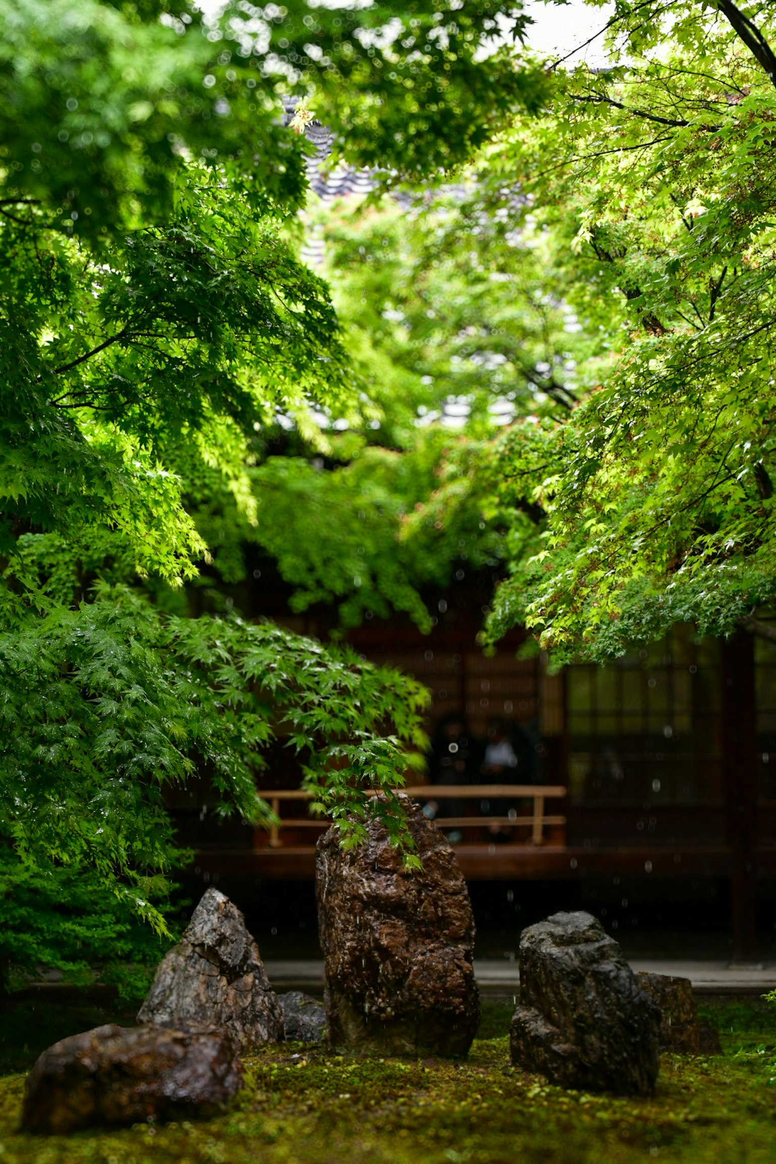 Vue pittoresque de rochers et d'arbres verts luxuriants dans un jardin serein