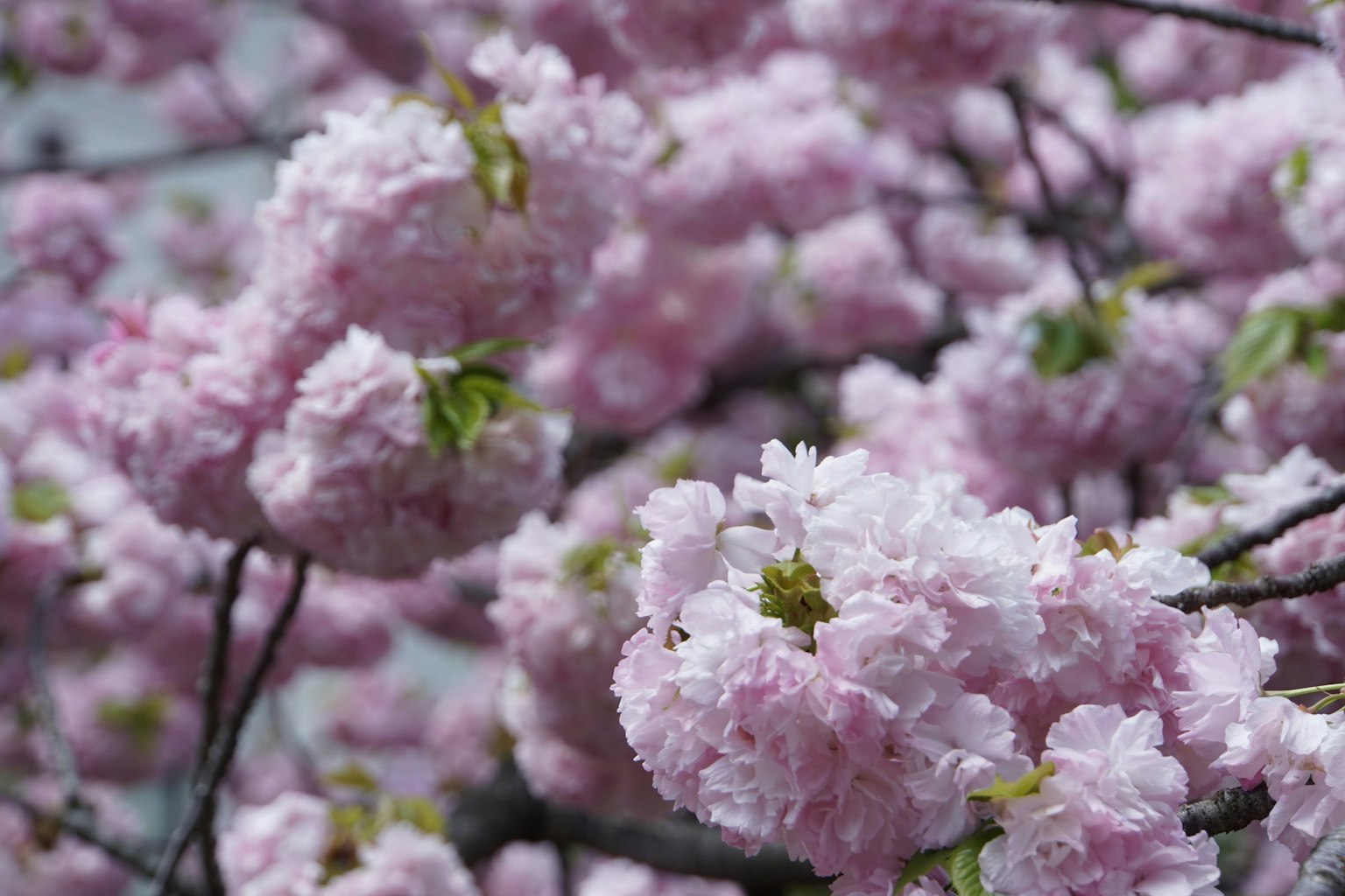 Nahaufnahme von blühenden Kirschblüten mit lebhaften rosa Blütenblättern
