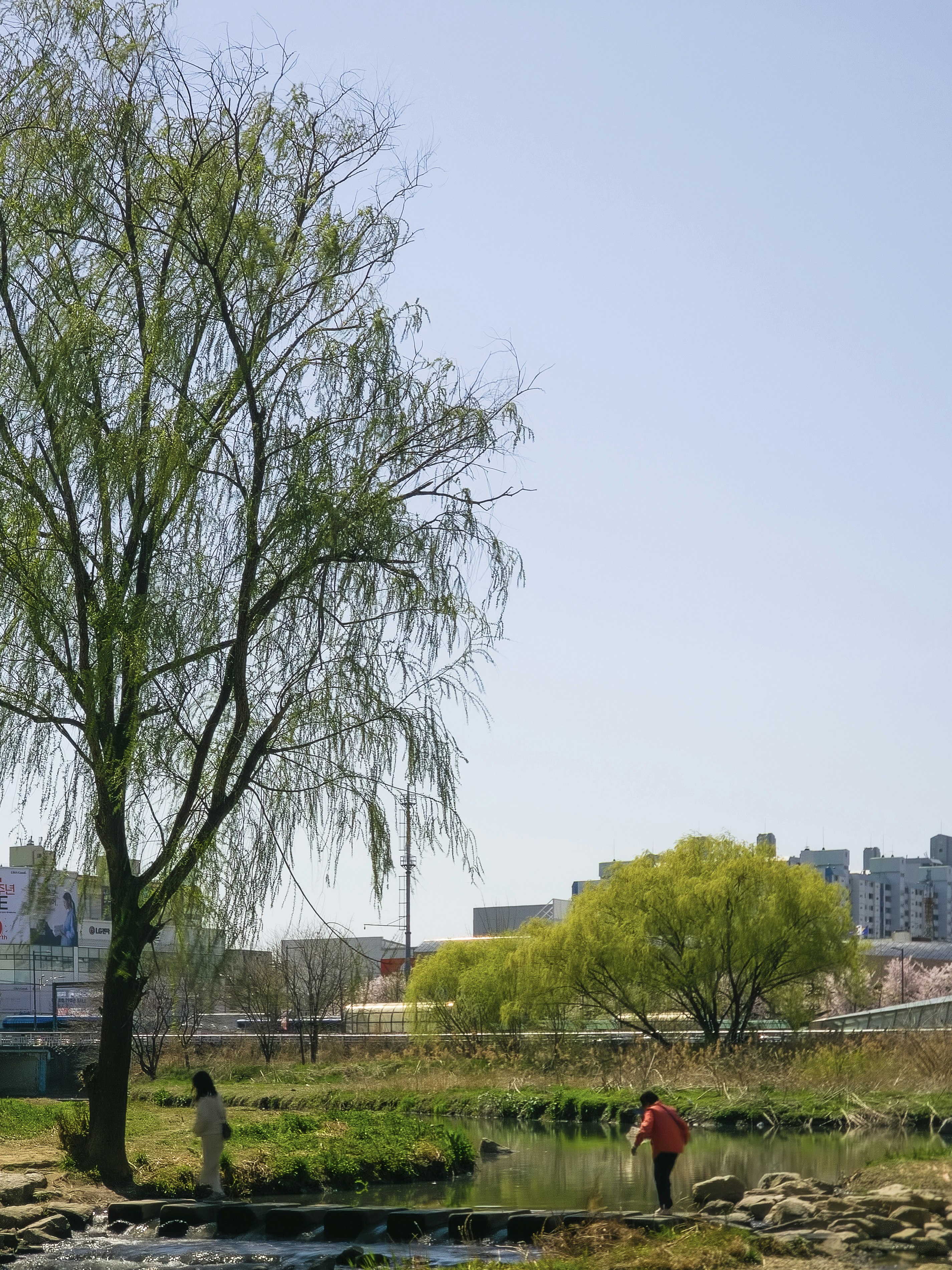 池のそばで草花と木々が広がる公園の風景