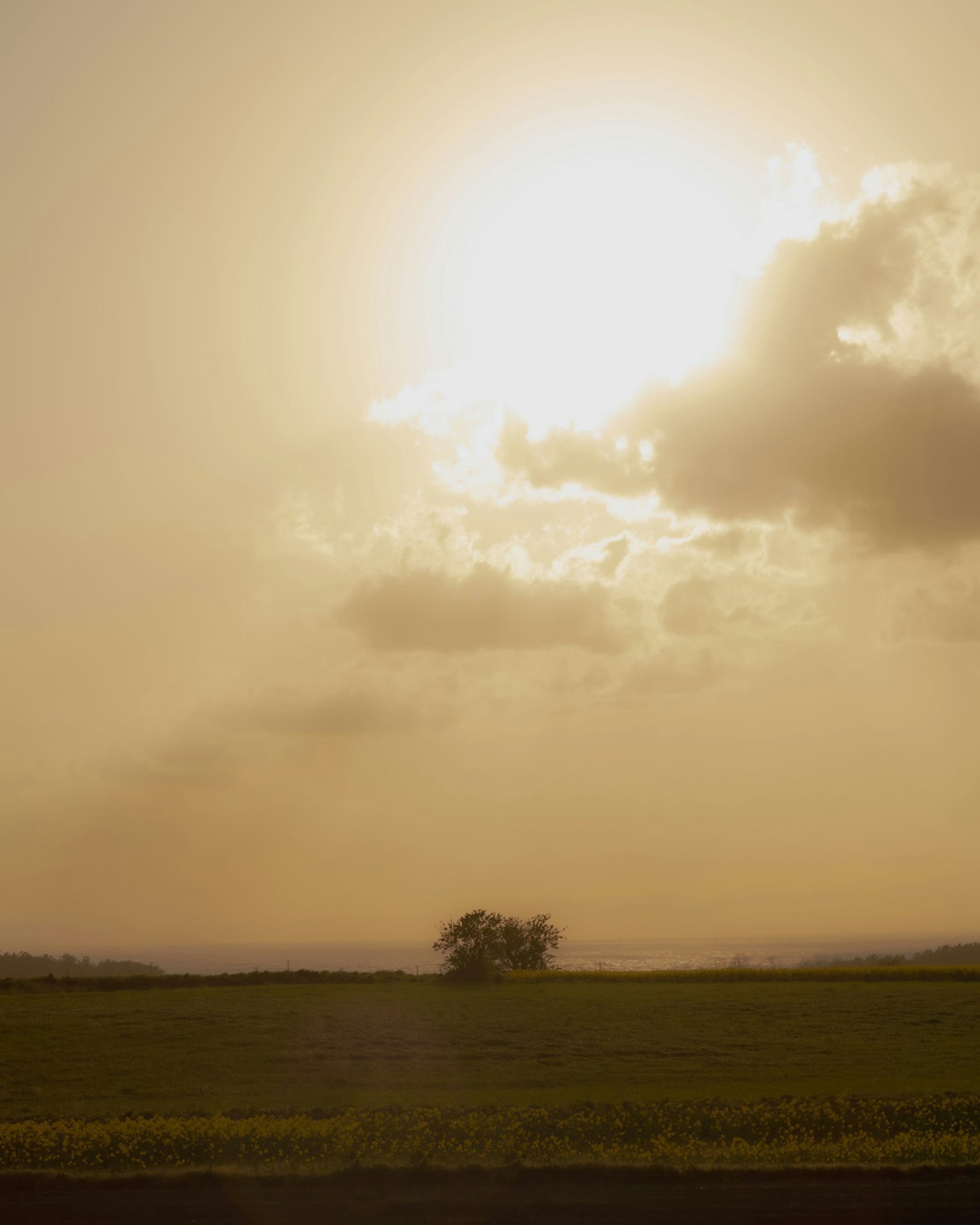 Vasta prateria illuminata dal tramonto con un albero solitario