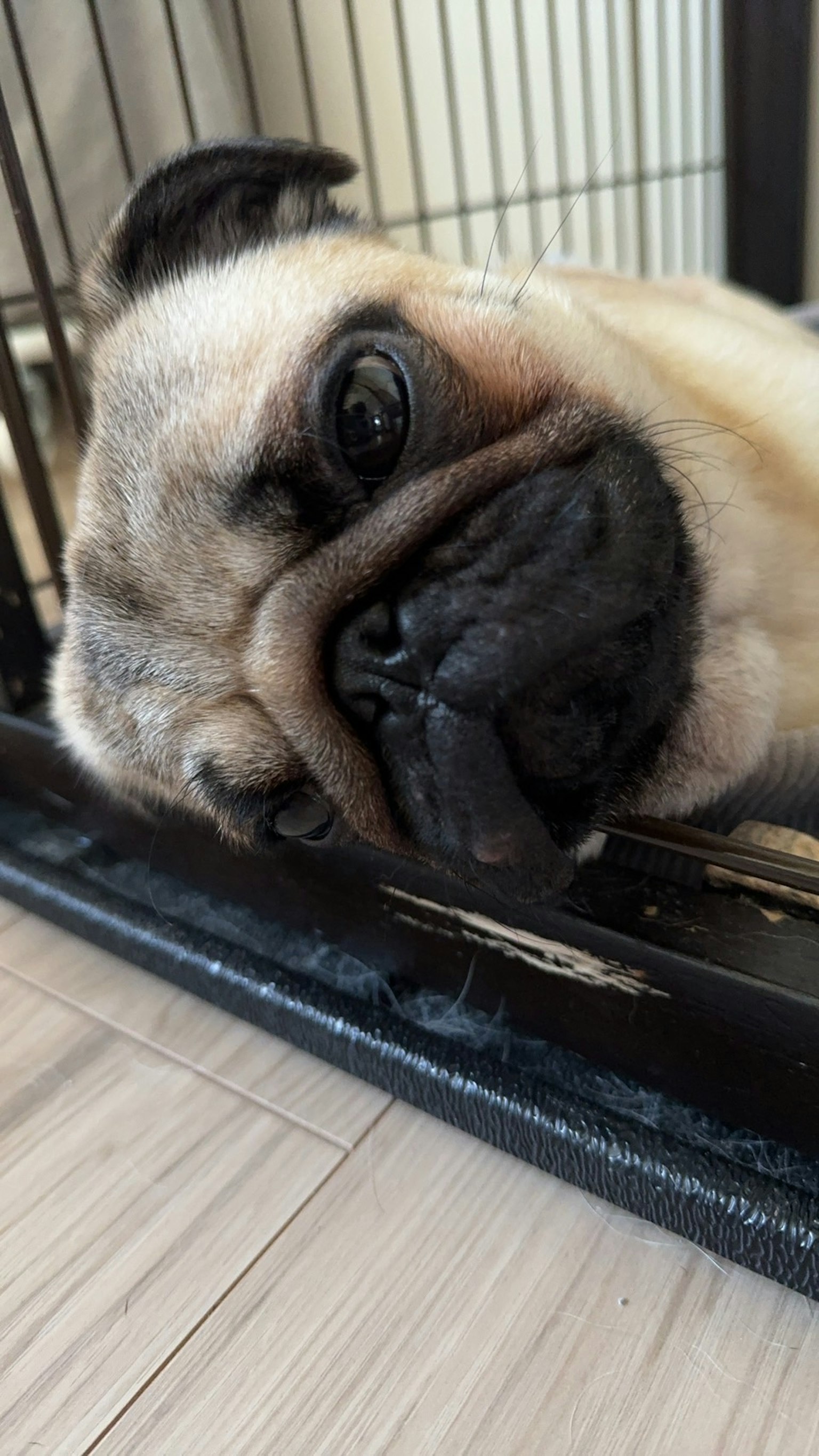 在籠子裡休息的巴哥犬的特寫