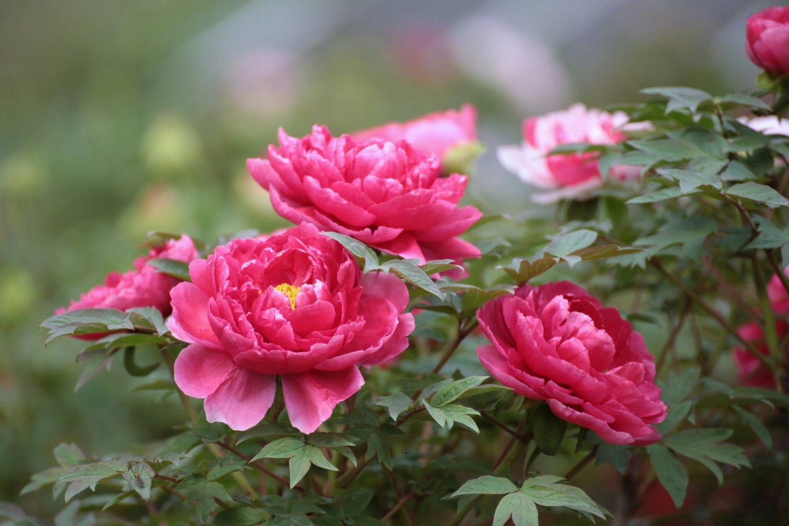 Fleurs de pivoine magnifiques avec des pétales roses en fleurs