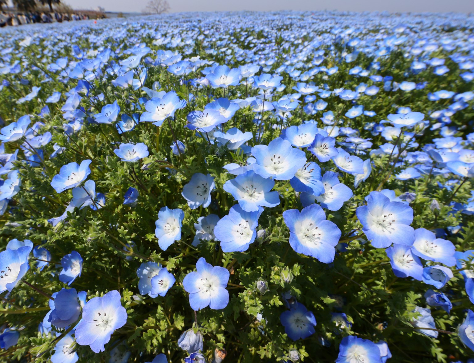 Feld mit blauen Blumen und grünen Blättern