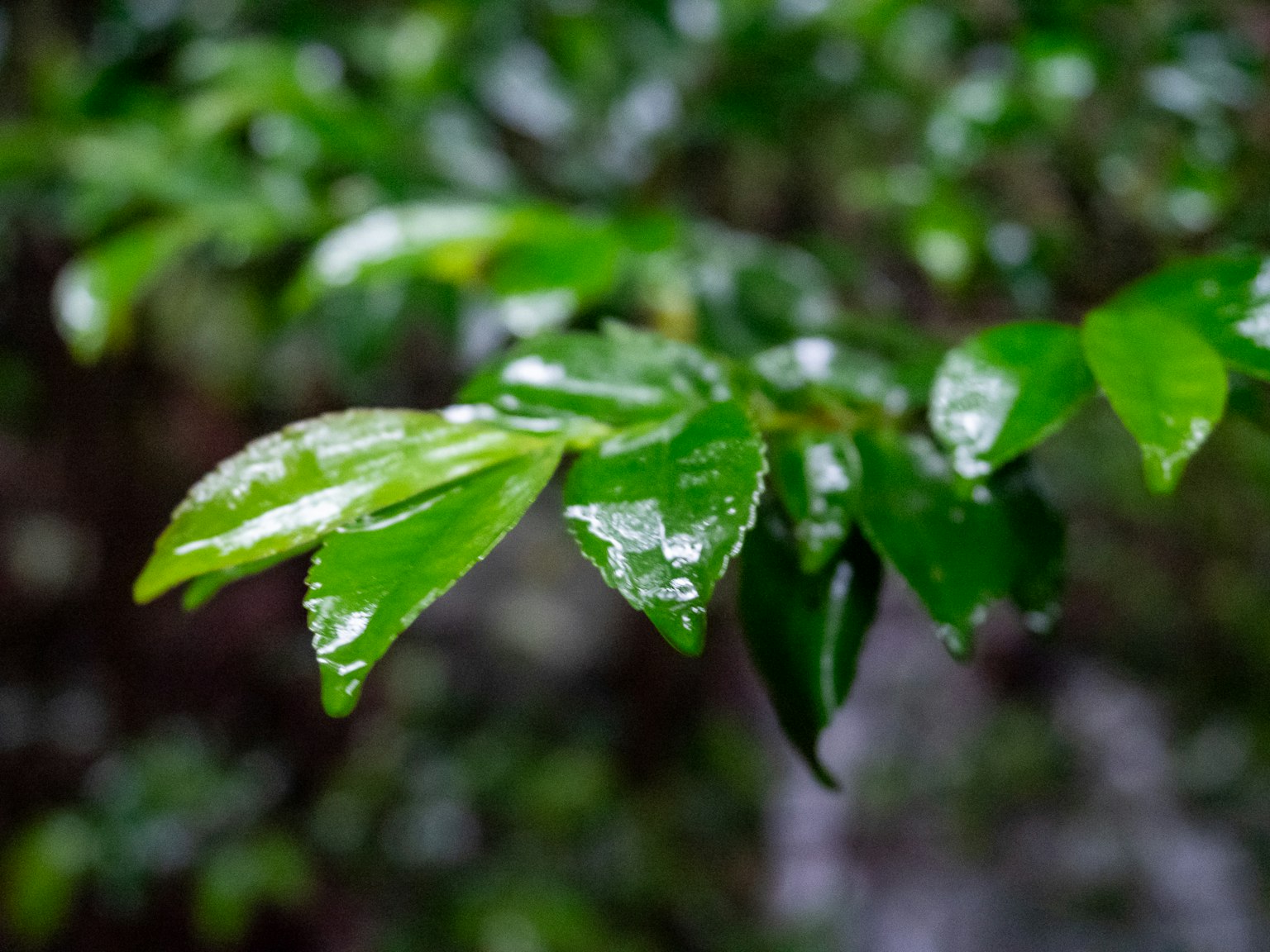 Close-up of green leaves wet with rain against a blurred natural background