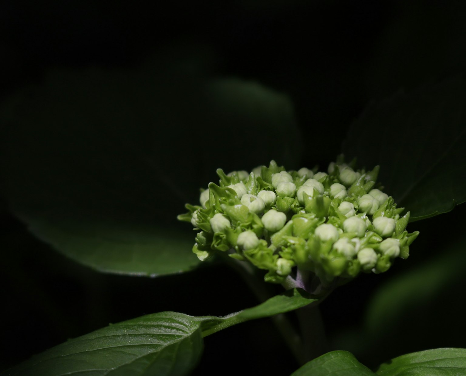 深色背景上綠色葉子上的白色花蕾聚集
