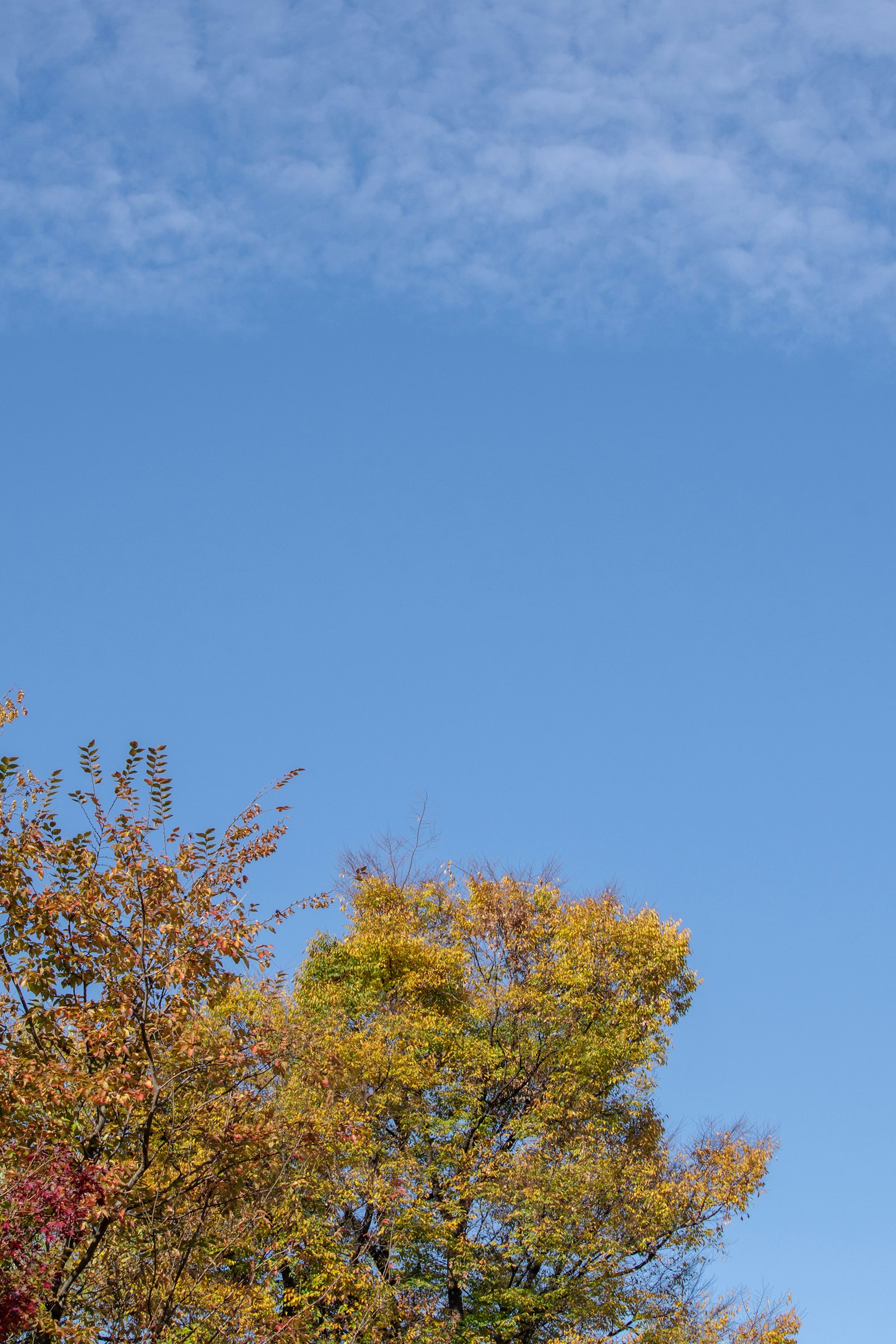 Parte superiore di un albero con foglie autunnali contro un cielo blu chiaro