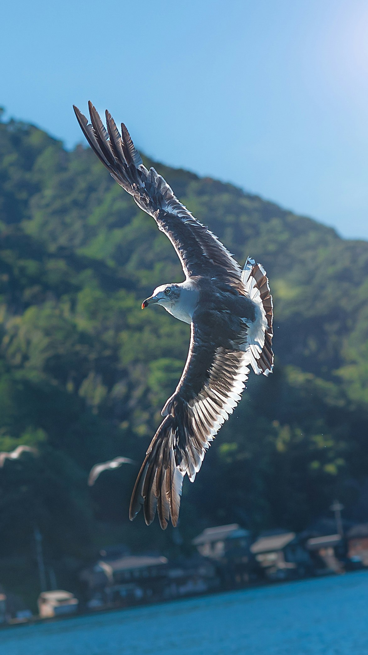 夏の海辺を飛ぶウミネコ