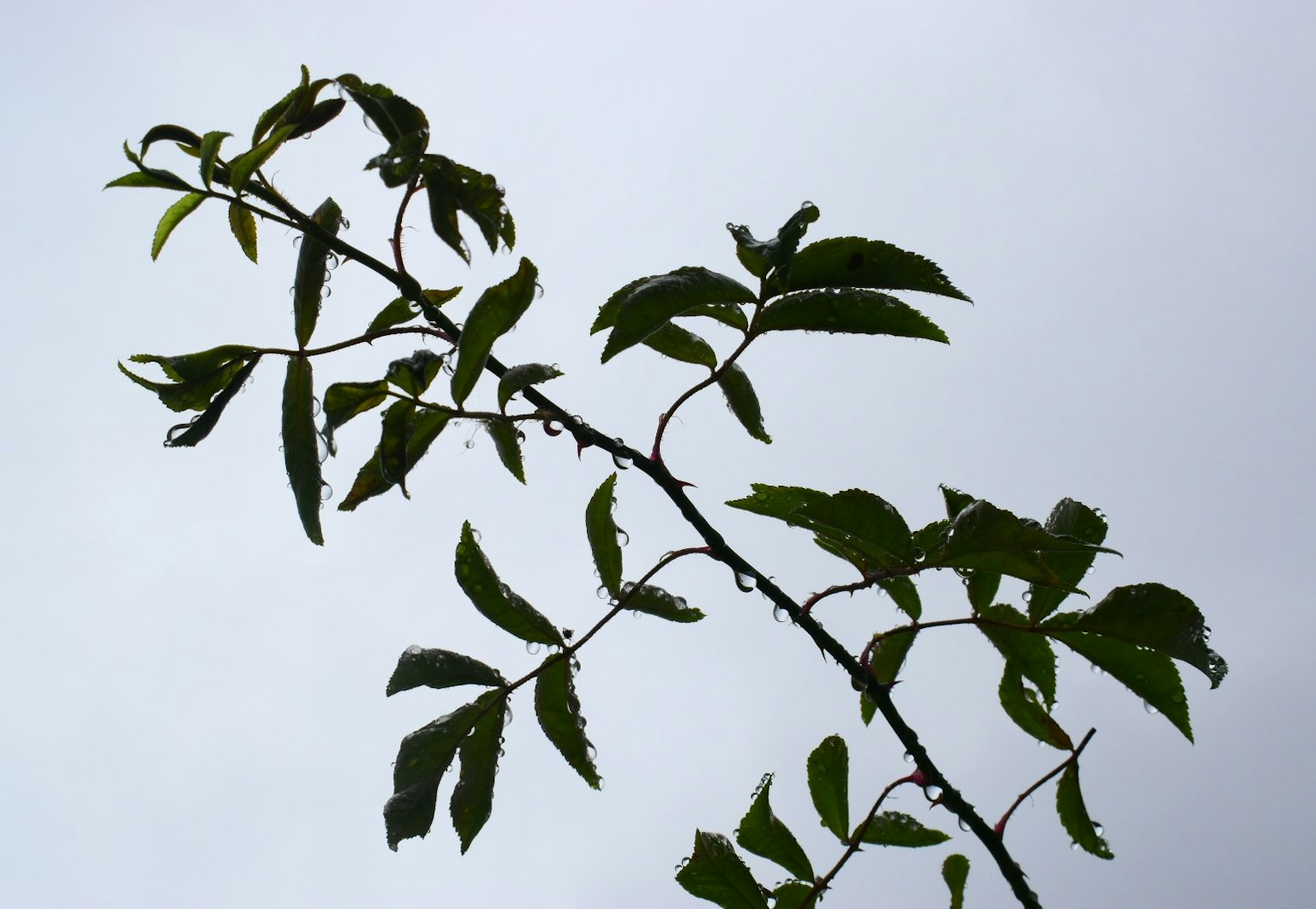 Une branche mince avec des feuilles vertes s'étendant vers le ciel