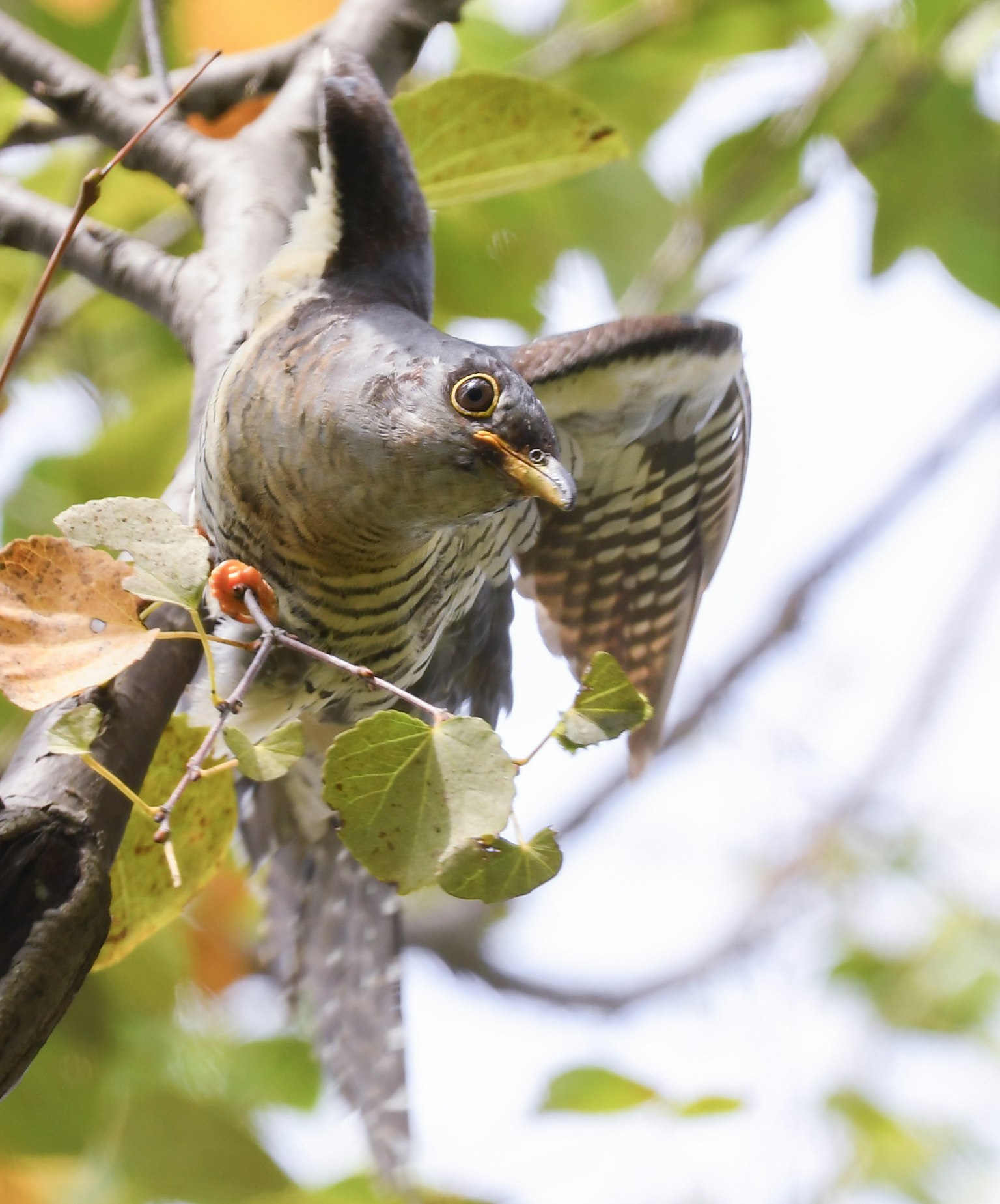 Un oiseau perché sur une branche avec les ailes déployées entouré de feuilles vertes vives