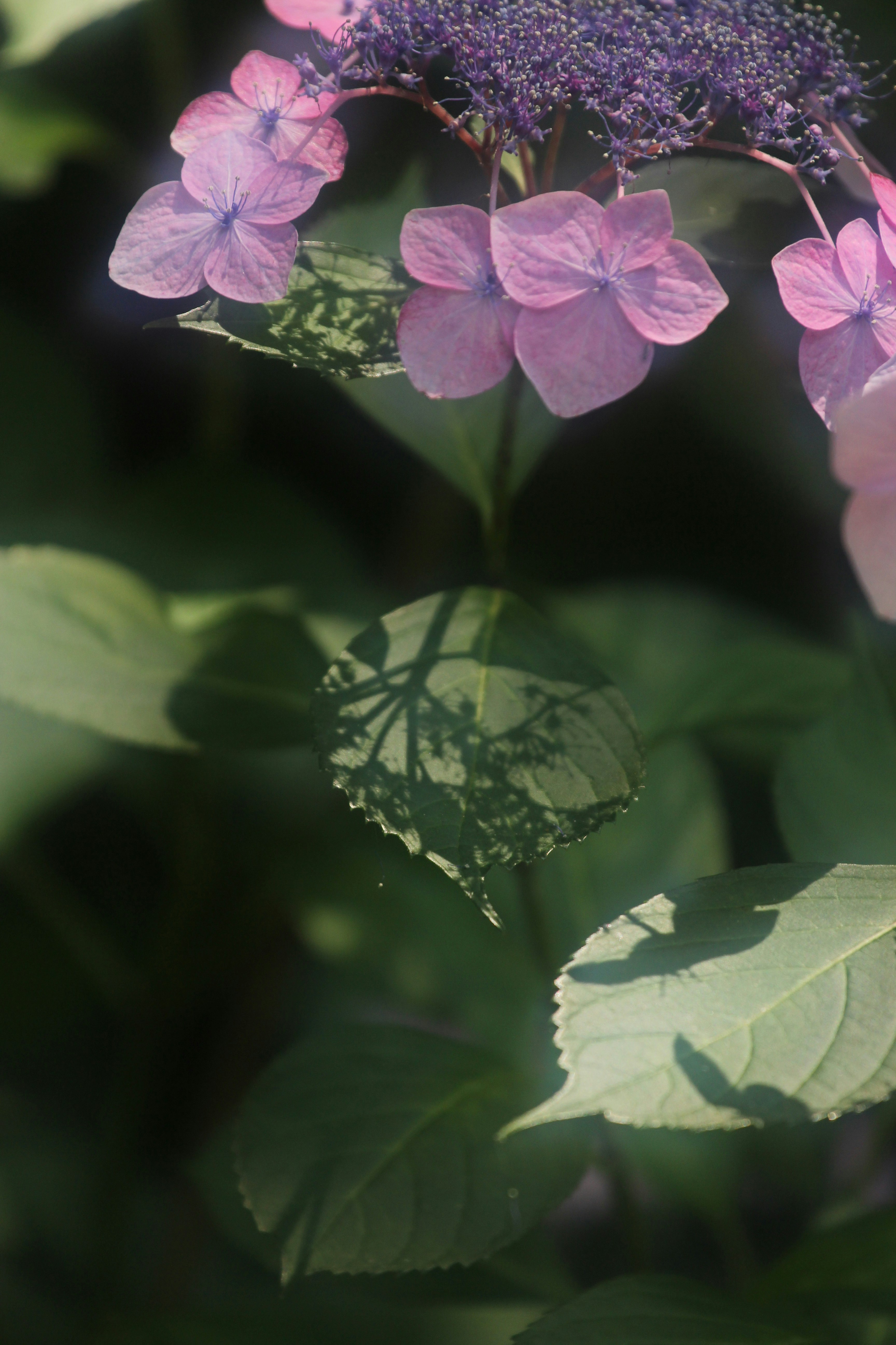 葉に映る紫陽花の影と6月のあじさい園の花