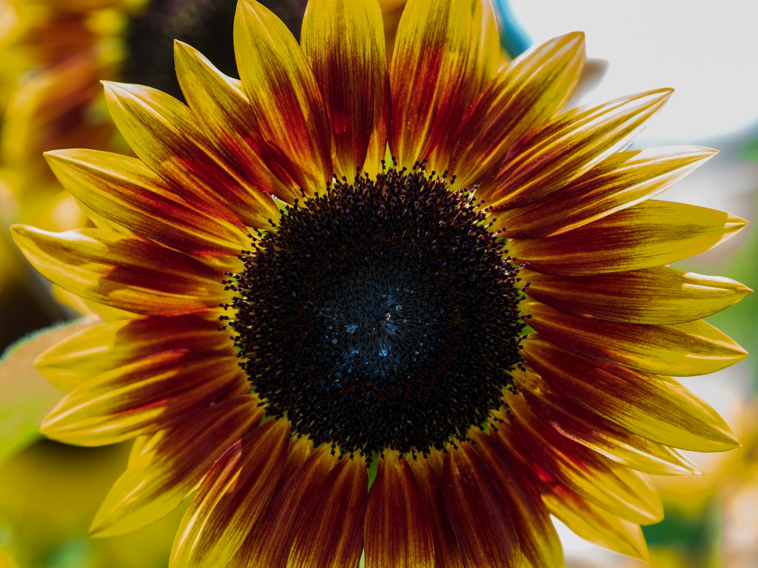 Petali di girasole gialli e rossi vibranti attorno a un centro scuro